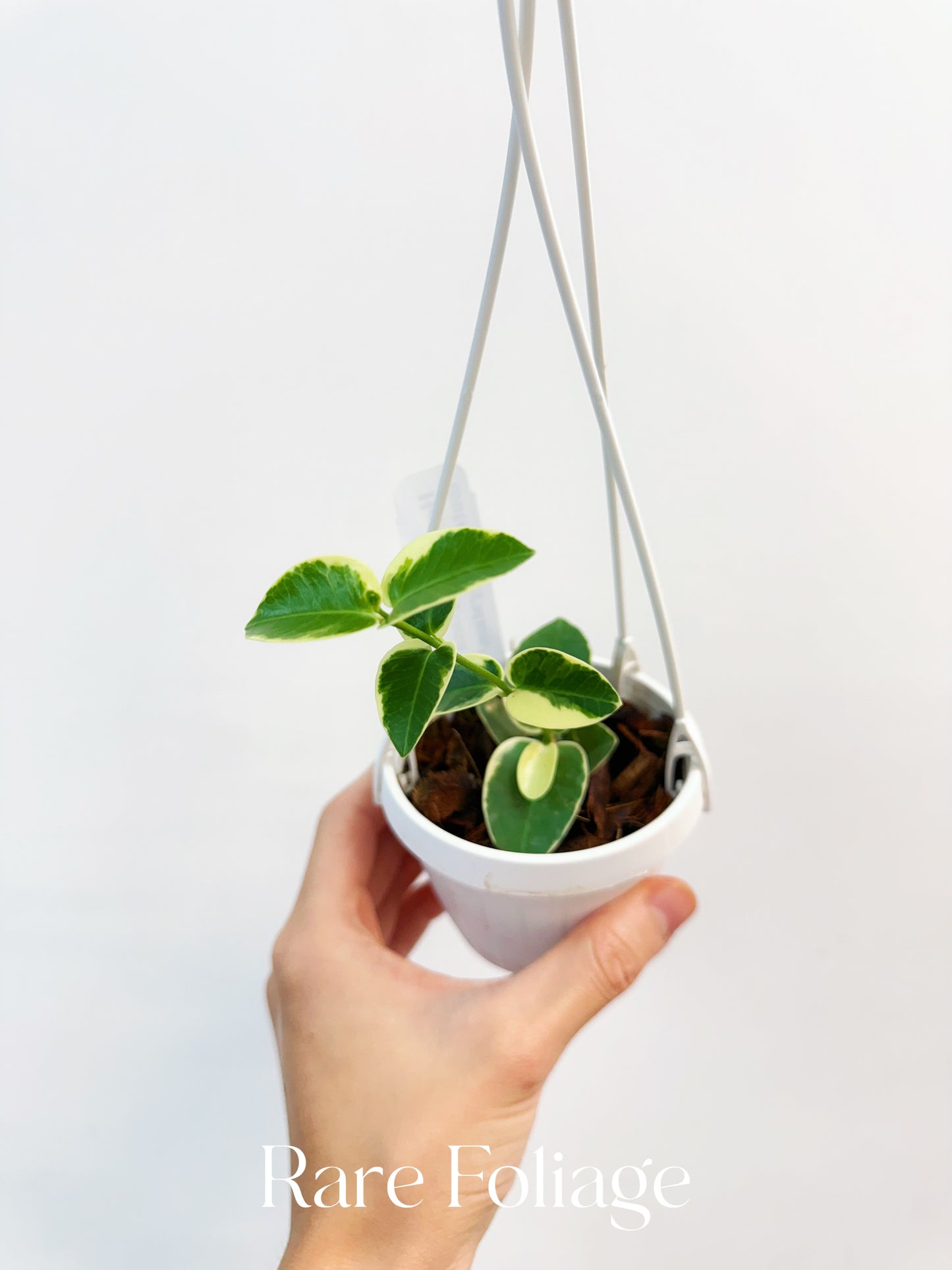 Hoya Cumingiana Albo Variegated 3" Hanging Basket
