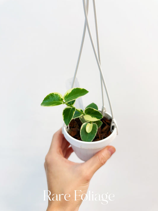 Hoya Cumingiana Albo Variegated 3" Hanging Basket