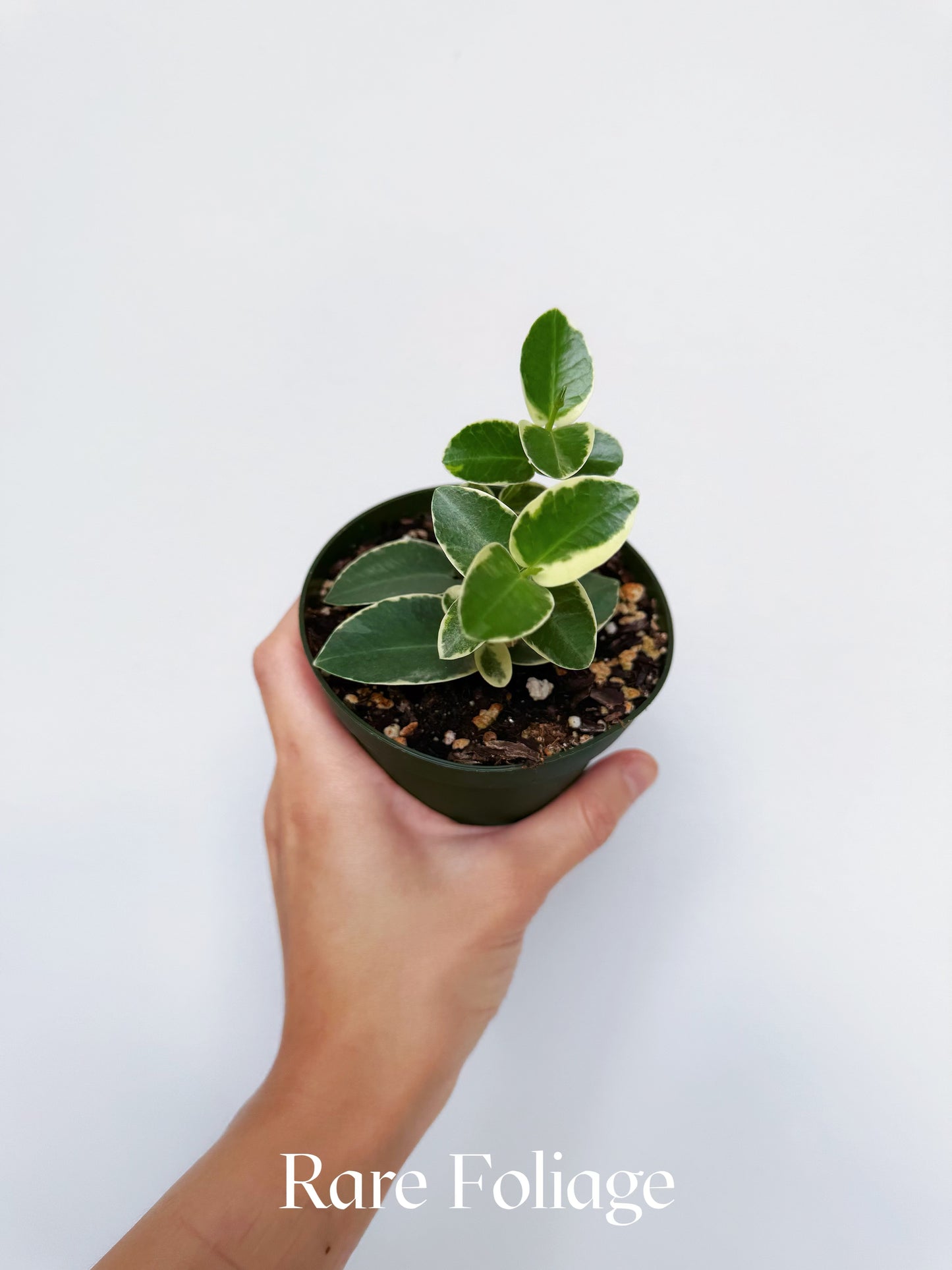 Hoya Cumingiana Albo 4"
