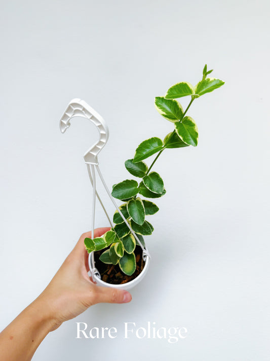 Hoya Cumingiana Albo Variegated 3" Hanging Basket
