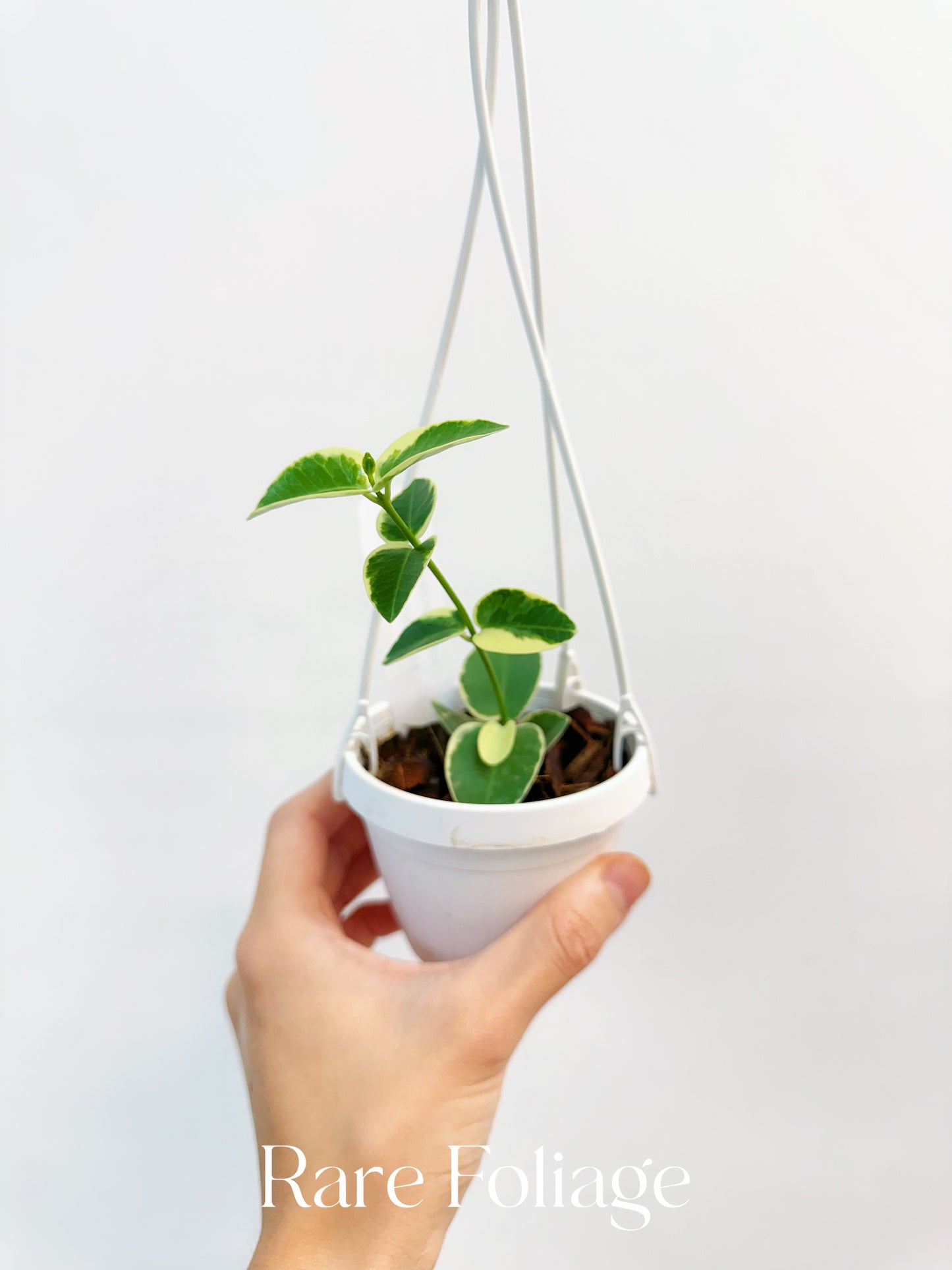 Hoya Cumingiana Albo Variegated 3" Hanging Basket