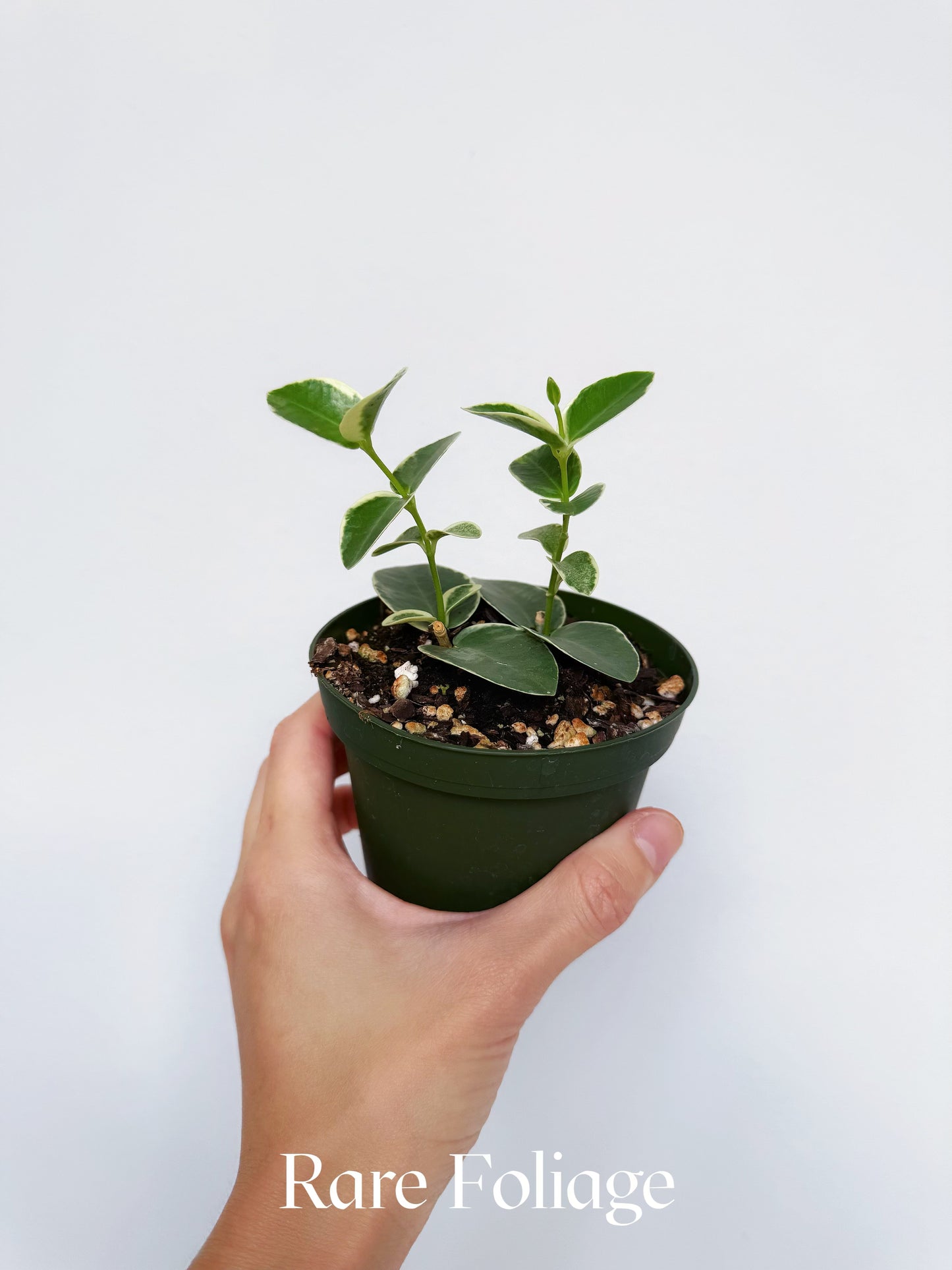 Hoya Cumingiana Albo 4"