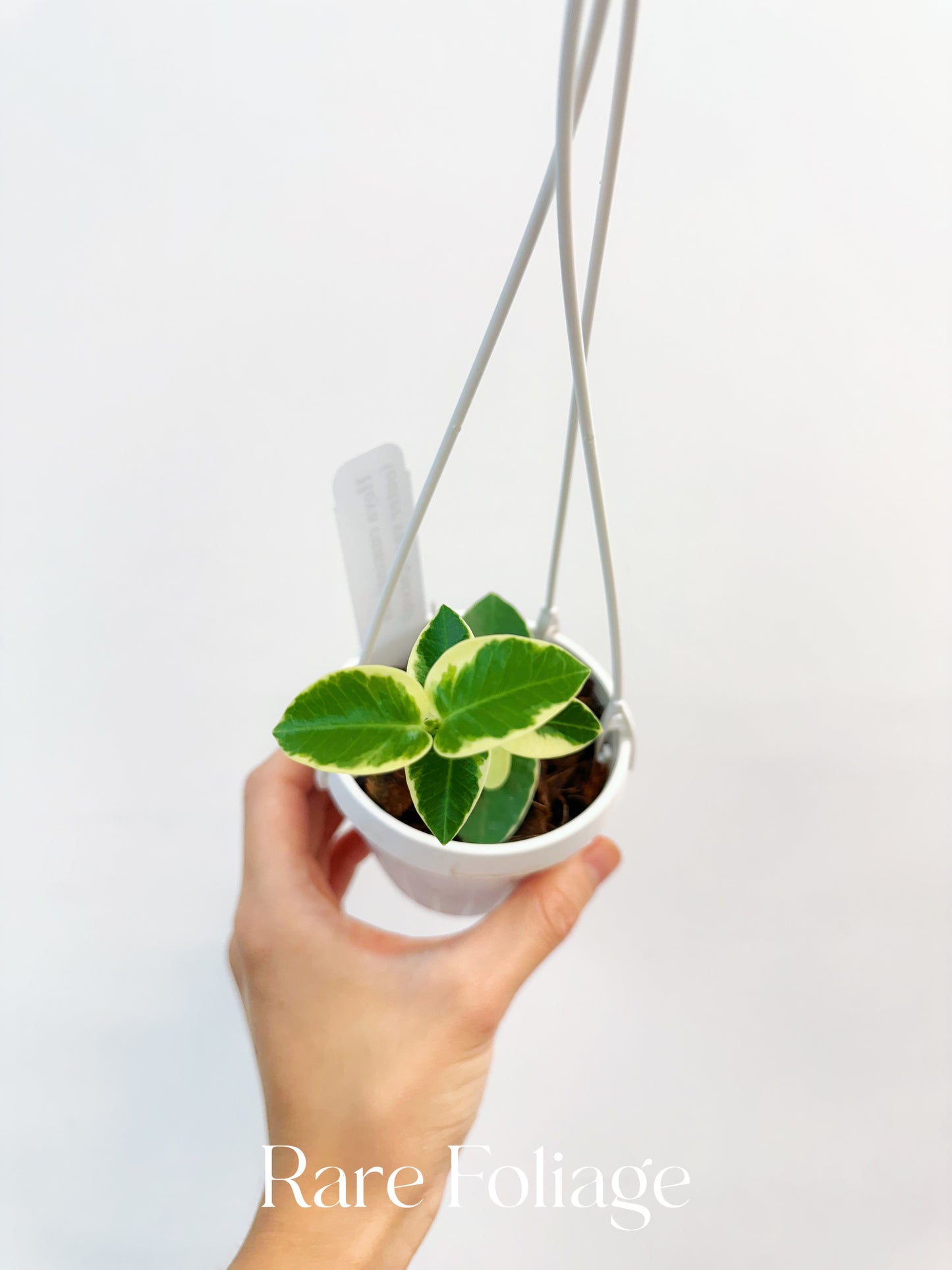 Hoya Cumingiana Albo Variegated 3" Hanging Basket