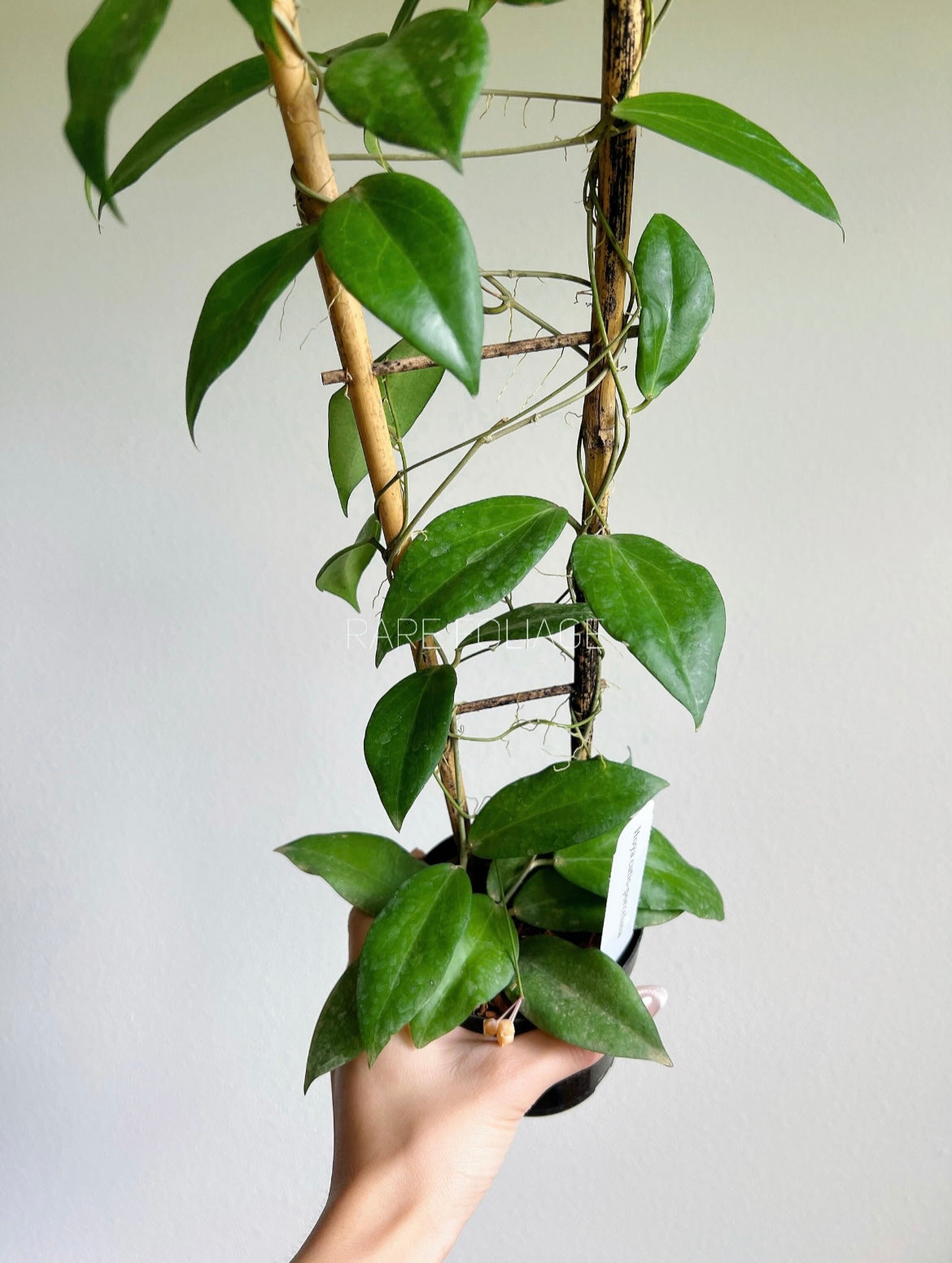 Hoya Cutis-Porcelana Trellis 4"