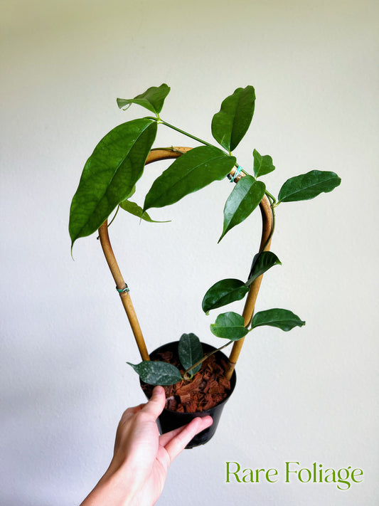 Hoya Danumensis 4" Trellis