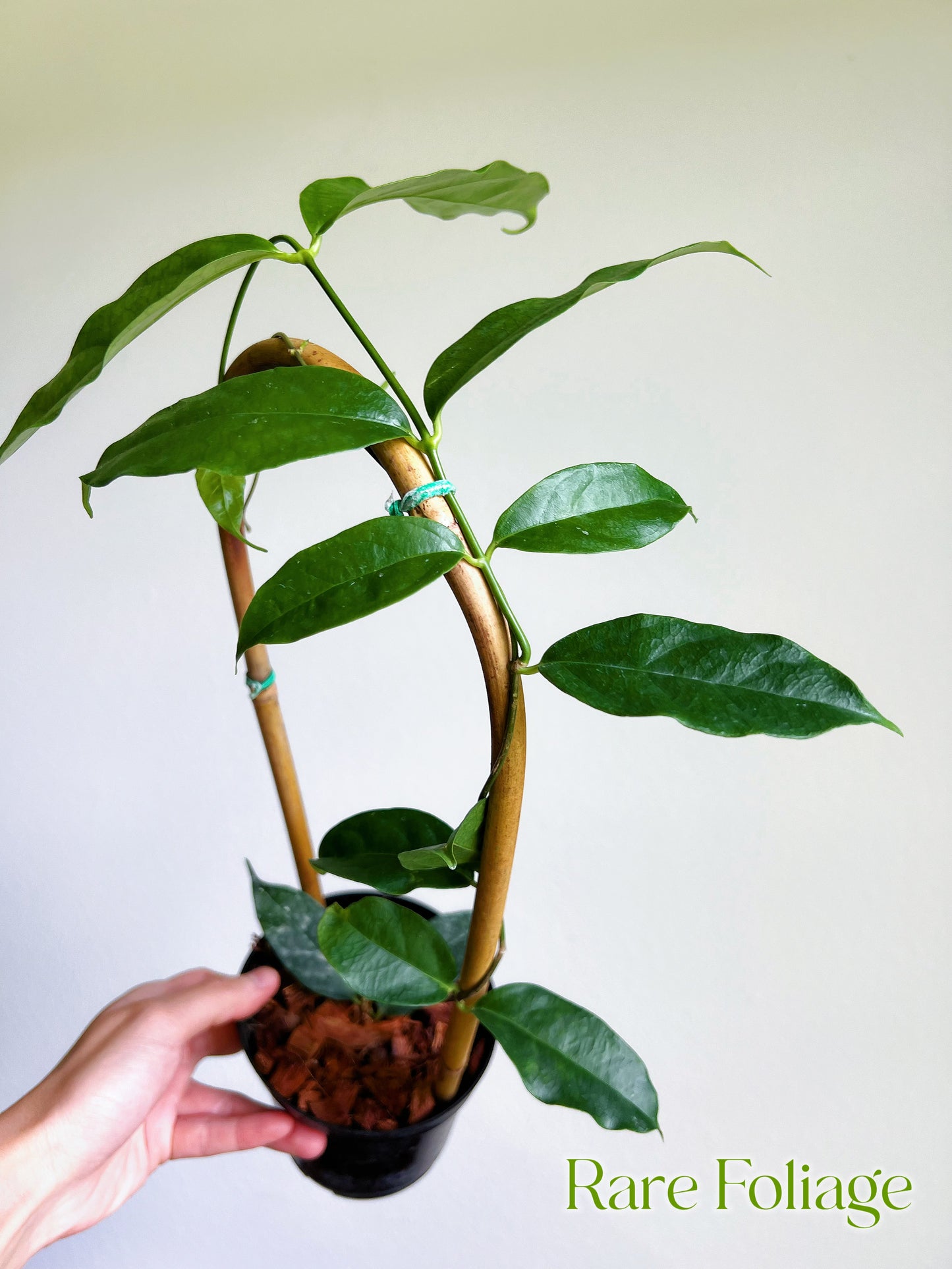 Hoya Danumensis 4" Trellis