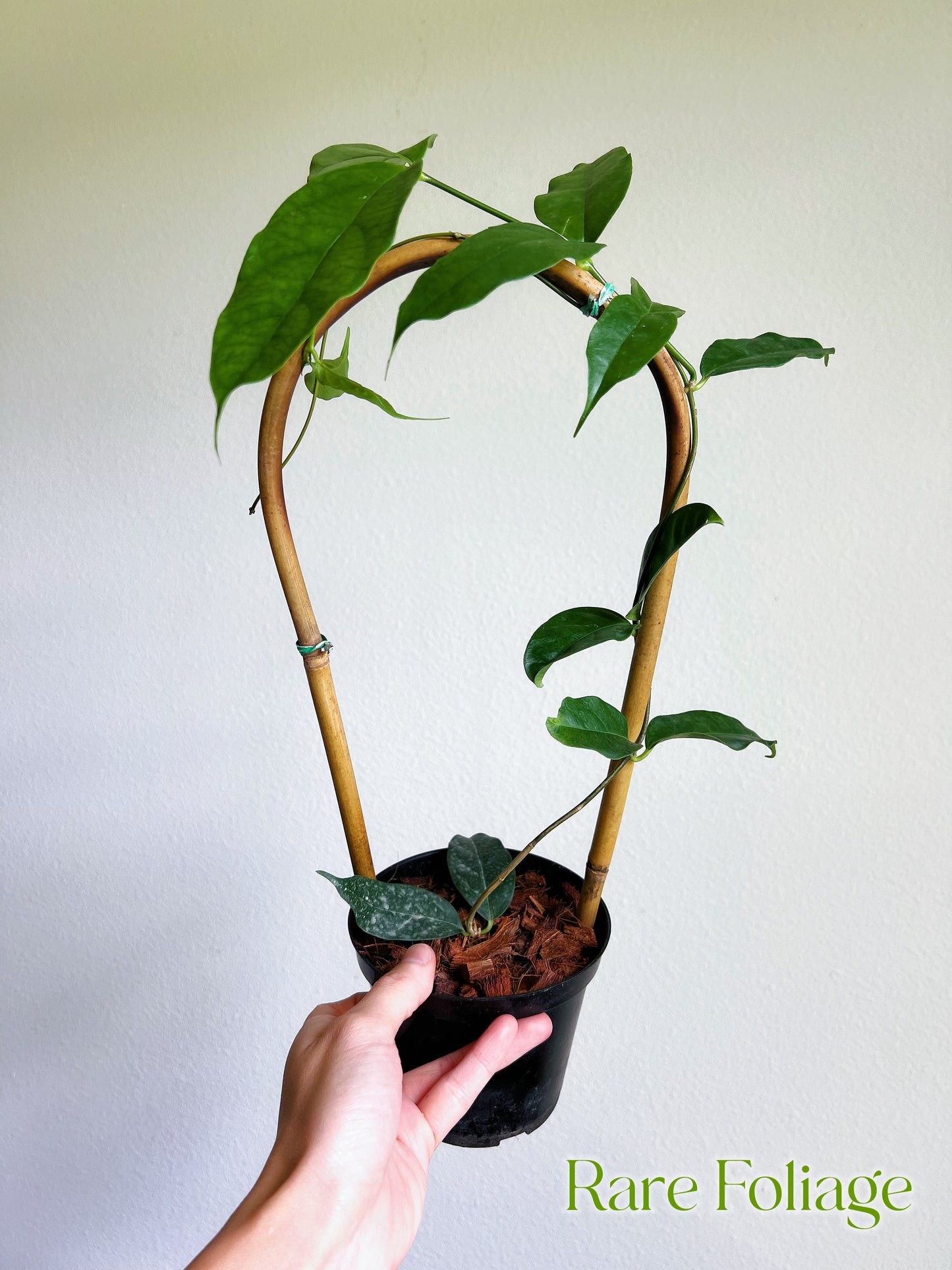 Hoya Danumensis 4" Trellis