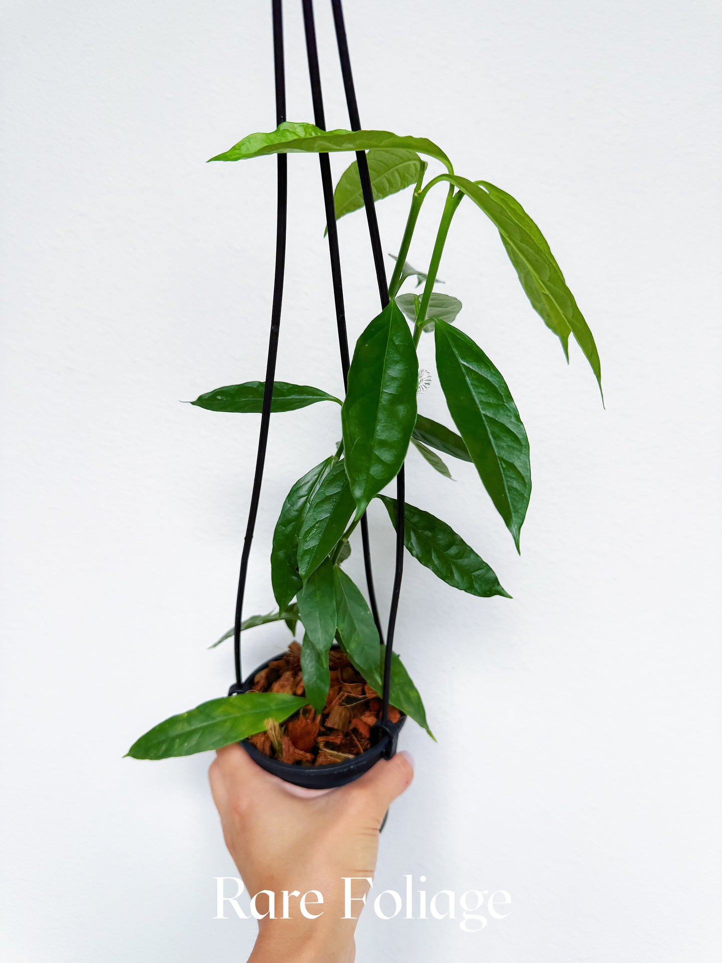 Hoya Decipulae 4’’