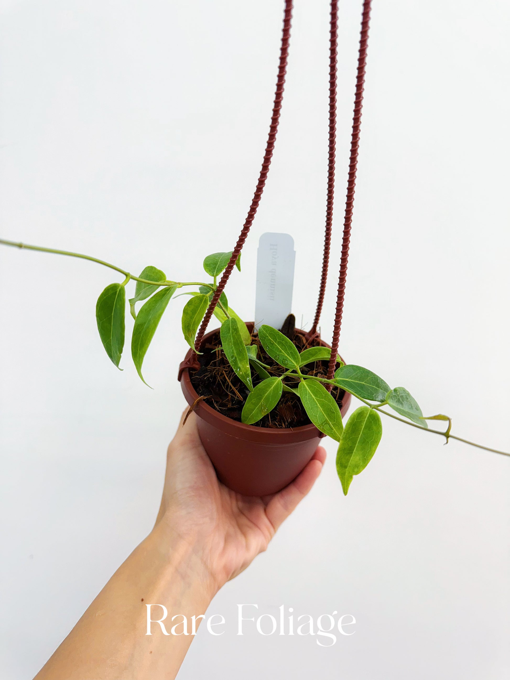 rare indoor hanging plants Hoya Dennisii 4" Hanging Basket – Rare Foliage Plant Co