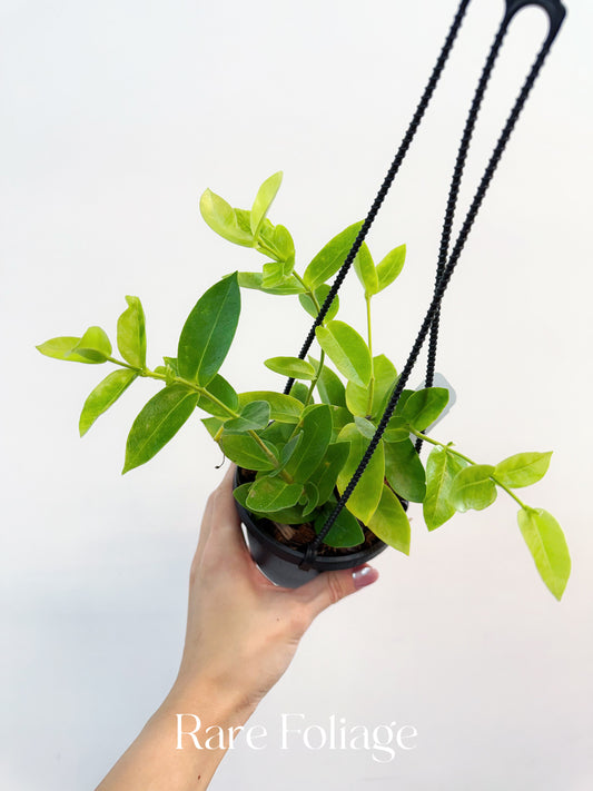 Hoya Densifolia 4" Hanging Basket