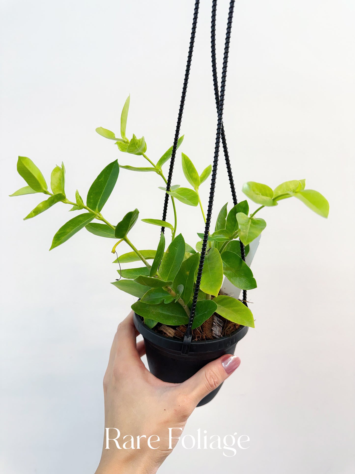 Hoya Densifolia 4" Hanging Basket