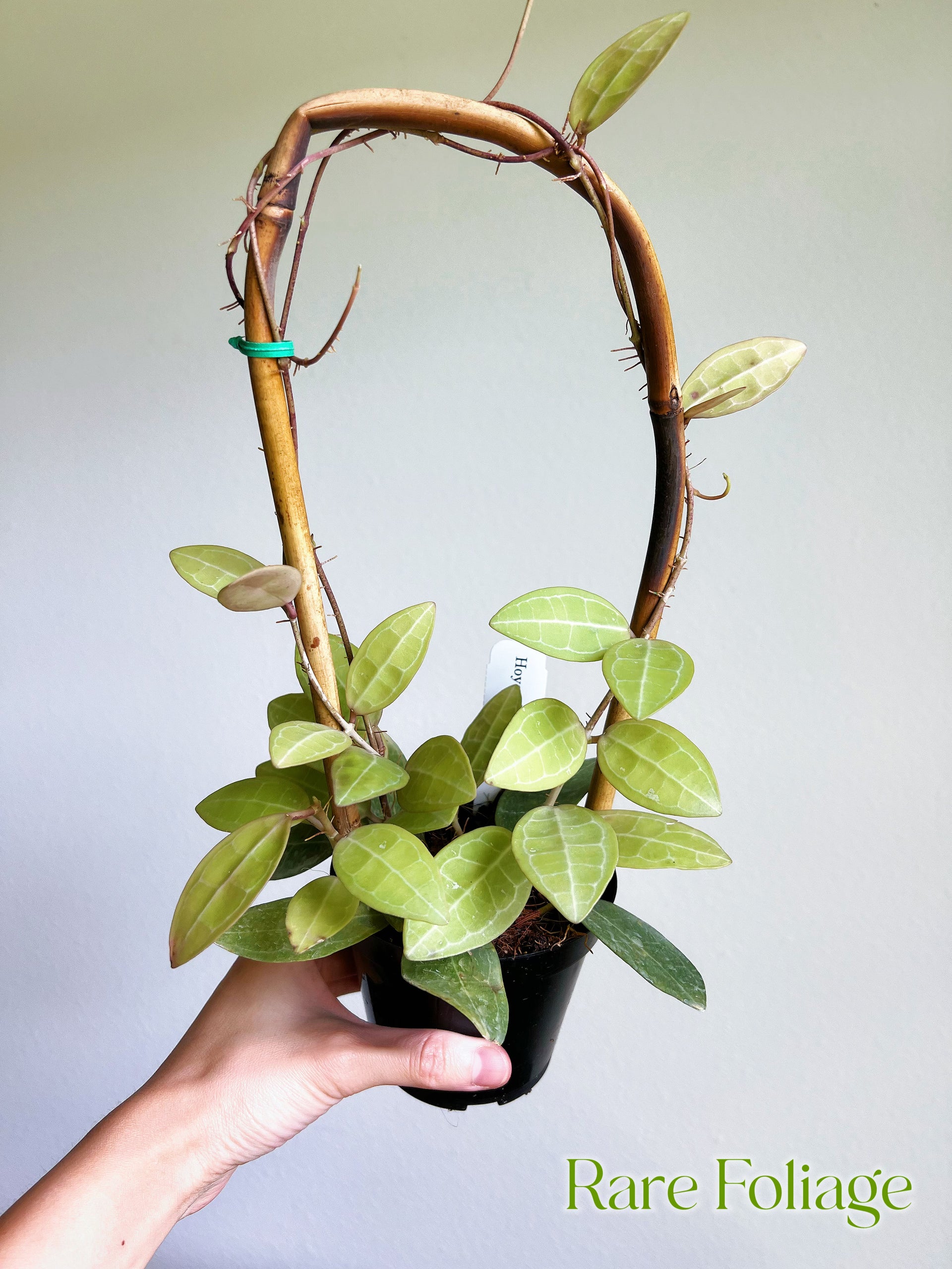 HOYA エリプティカ　 250808 7 HOYA エリプティカ 250808 7 Hoya Elliptica Trellis 4