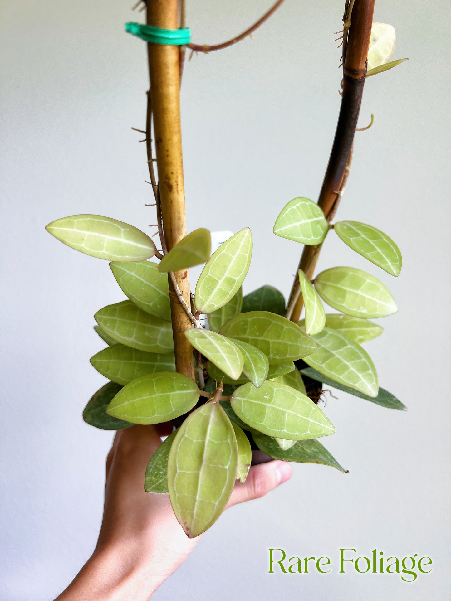 Hoya Elliptica Trellis 4"