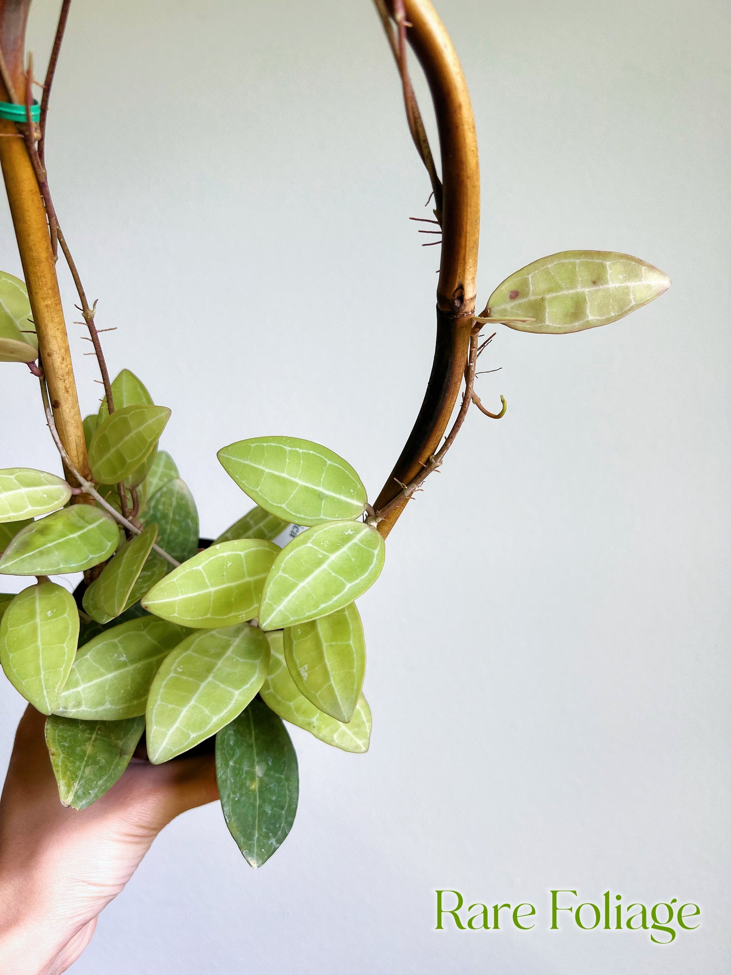 Hoya Elliptica Trellis 4"