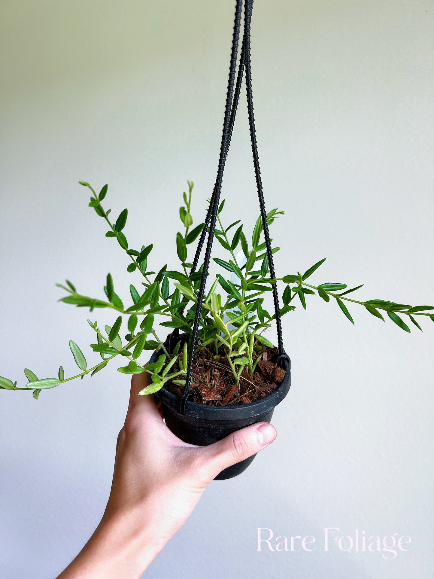 Hoya Engleriana 'Vietnam' 4" Hanging Basket