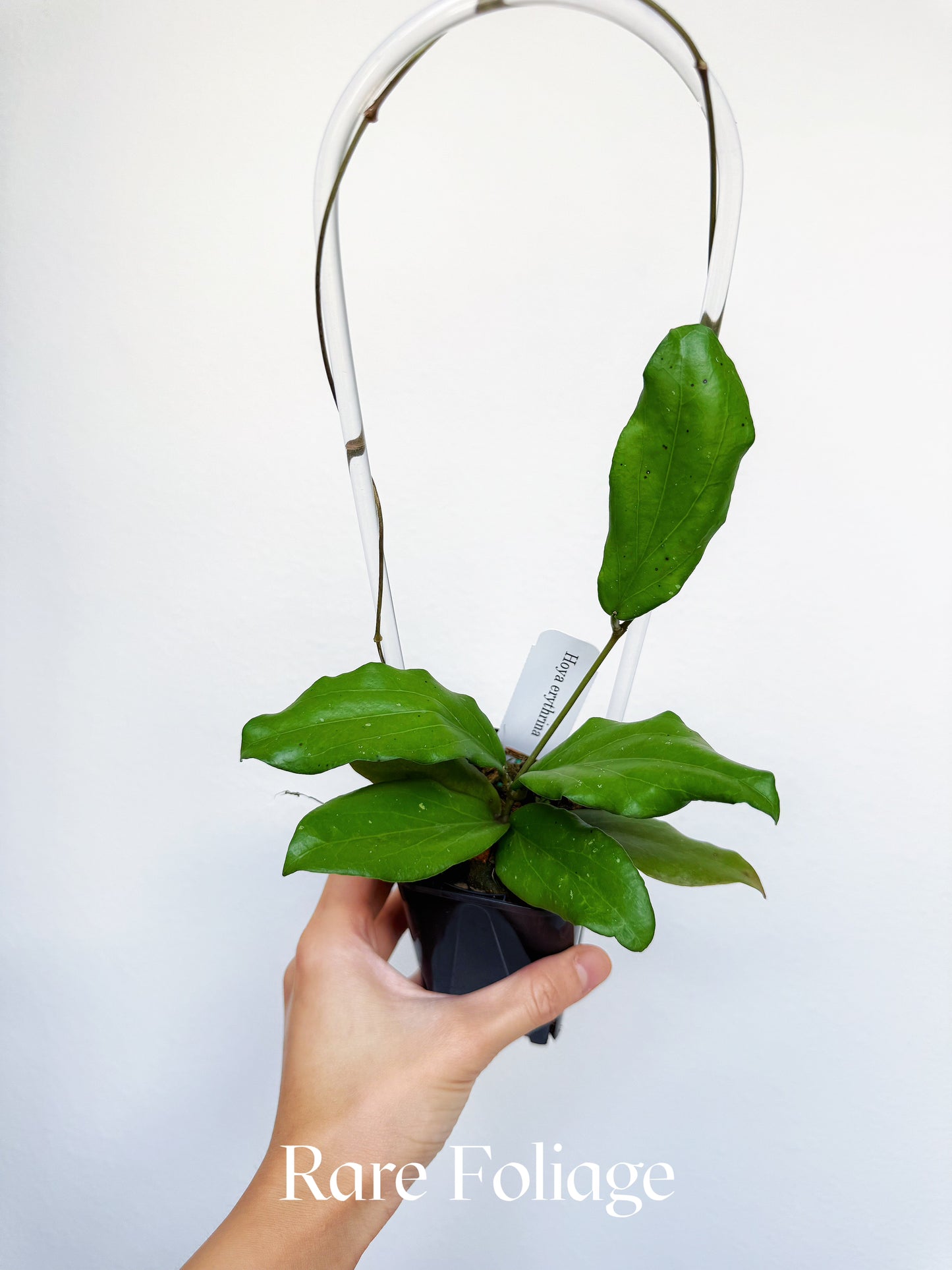Hoya Erythrina 3"