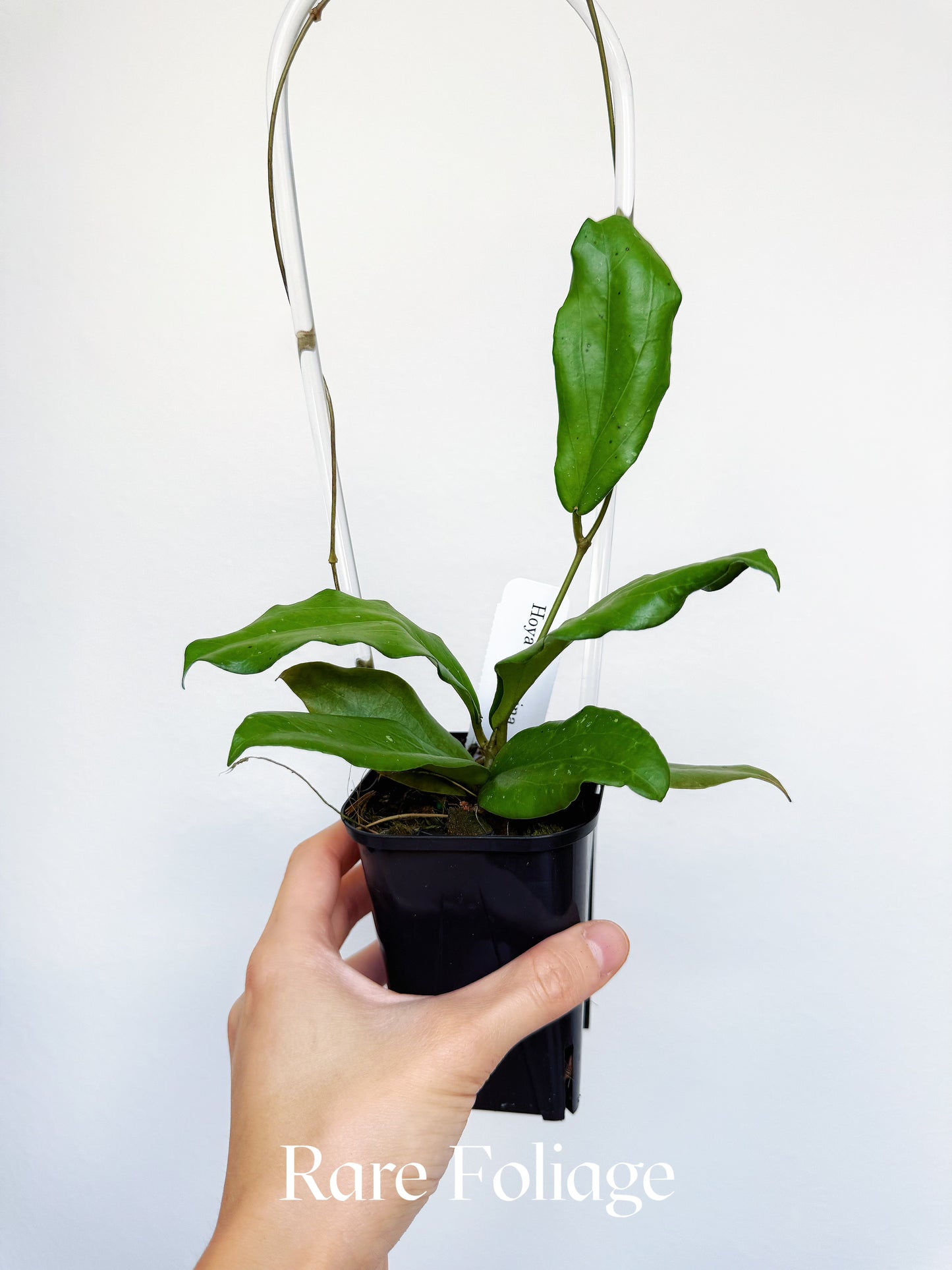 Hoya Erythrina 3"