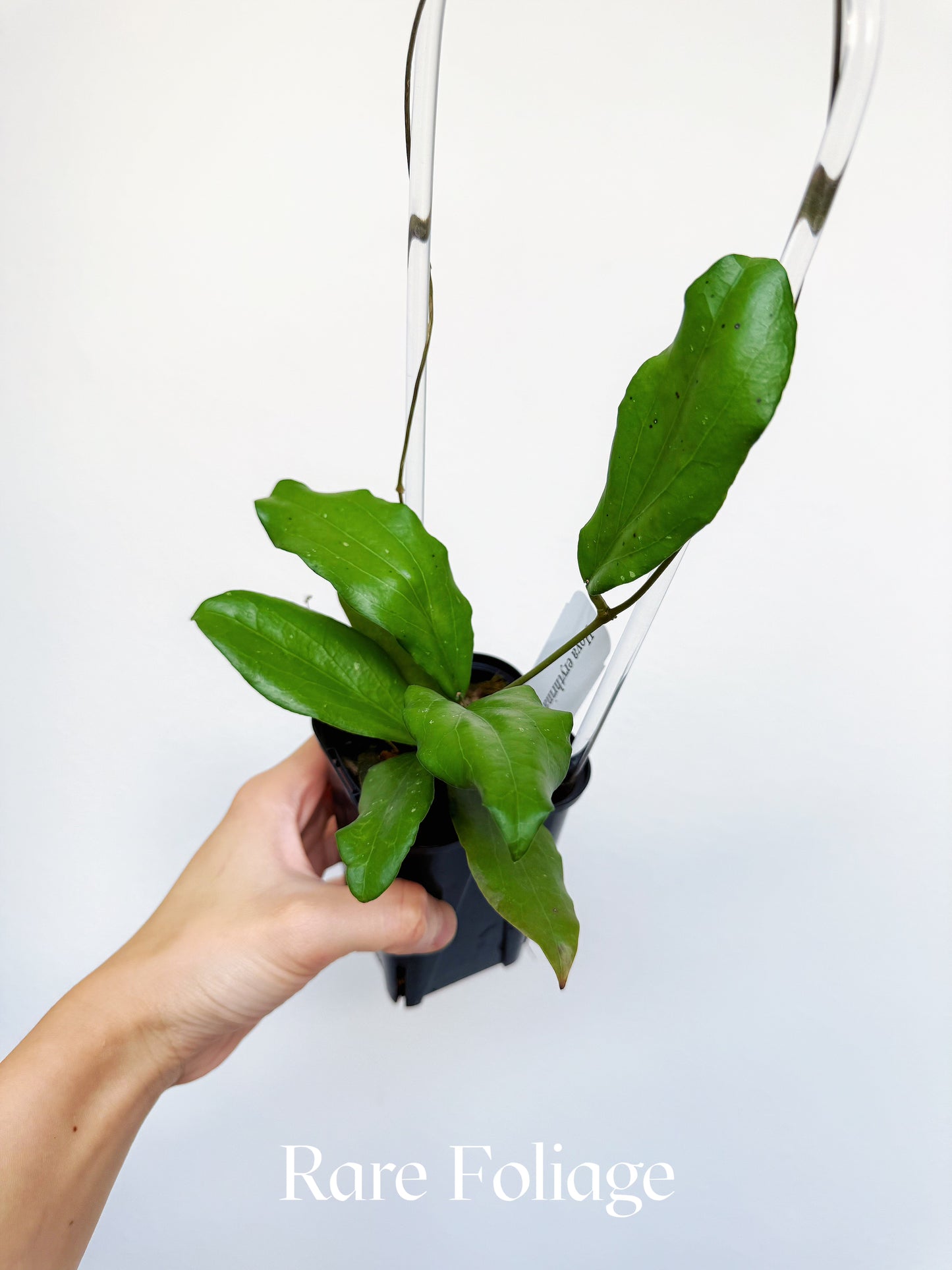 Hoya Erythrina 3"