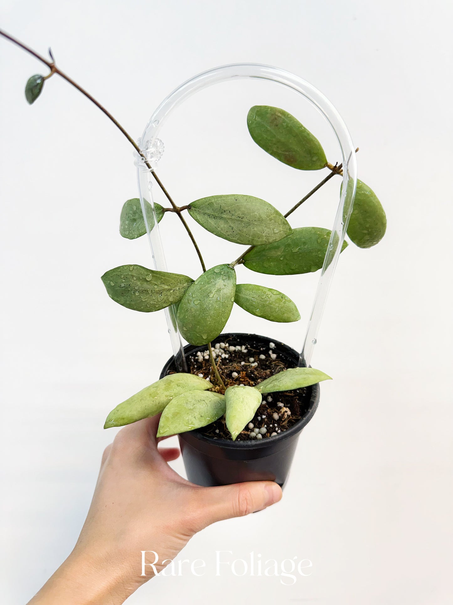 Hoya Erythrostemma Silver 4” with Trellis