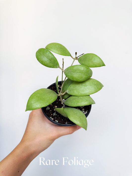 Hoya Erythrostemma Silver 4"