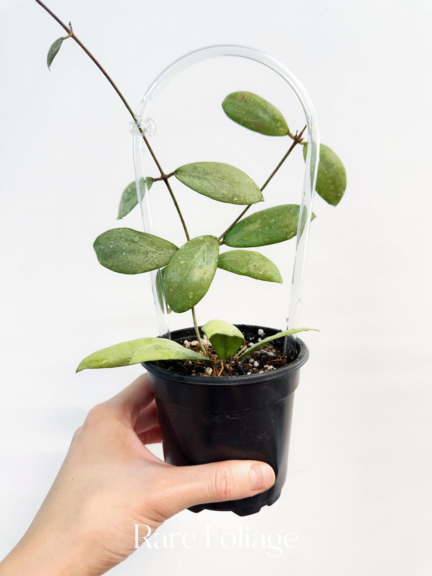 Hoya Erythrostemma Silver 4” with Trellis