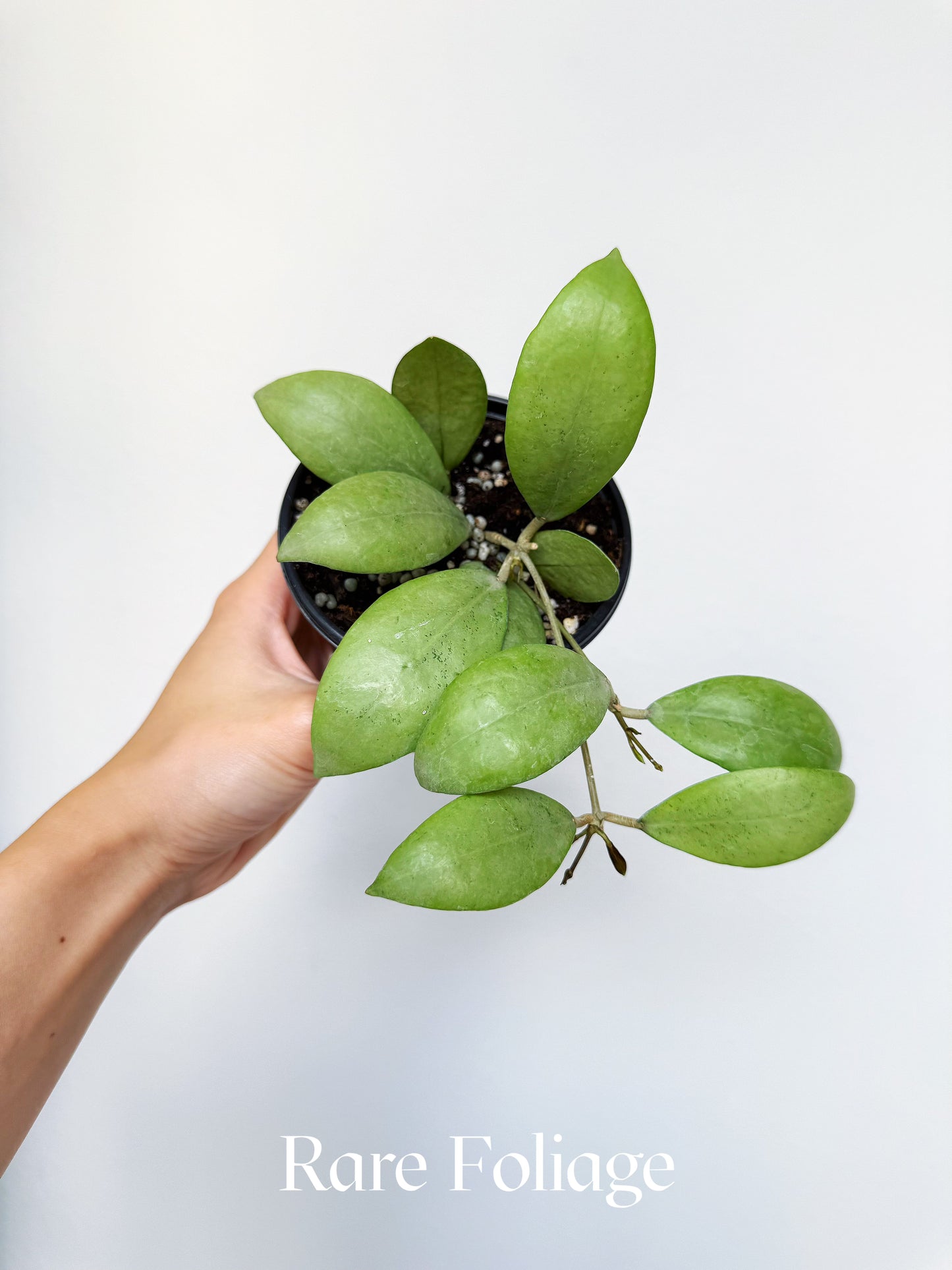 Hoya Erythrostemma Silver 4"