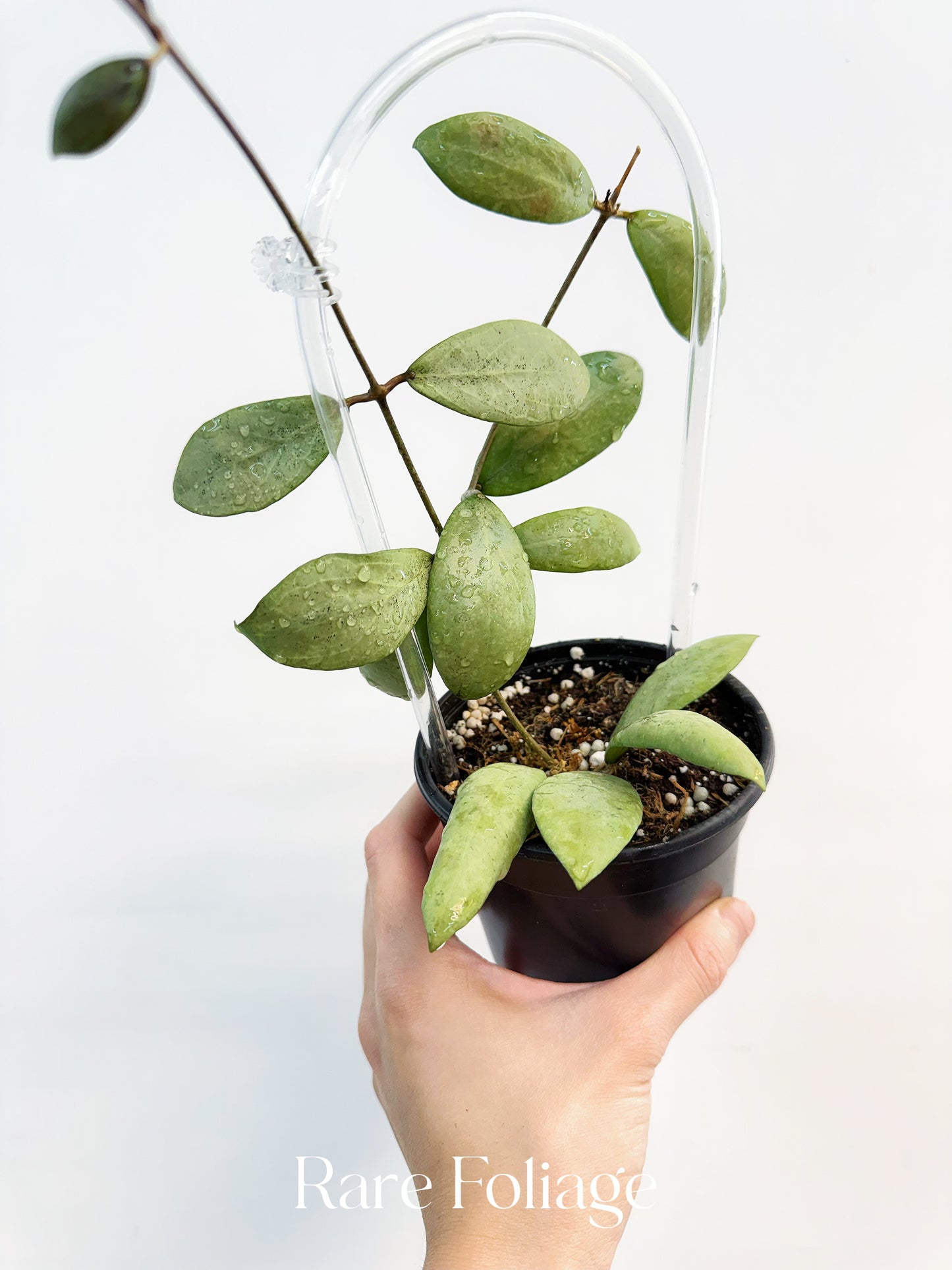 Hoya Erythrostemma Silver 4” with Trellis