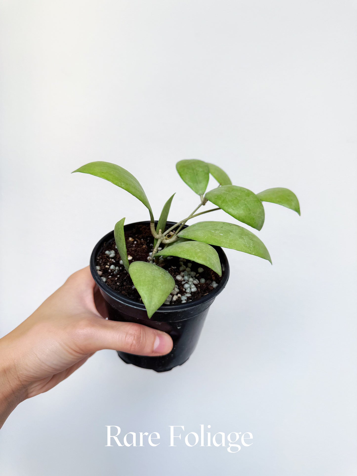 Hoya Erythrostemma Silver 4"
