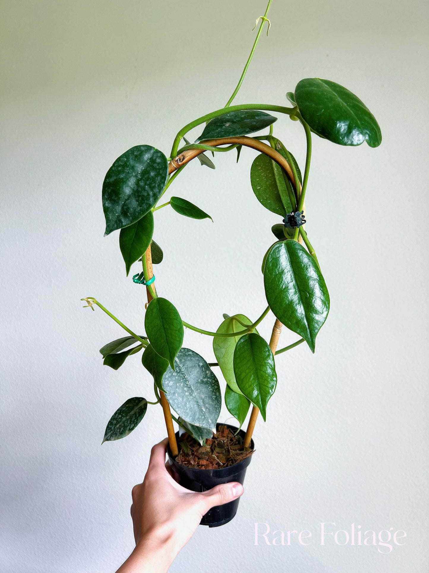 Hoya Gigas 4" on Trellis