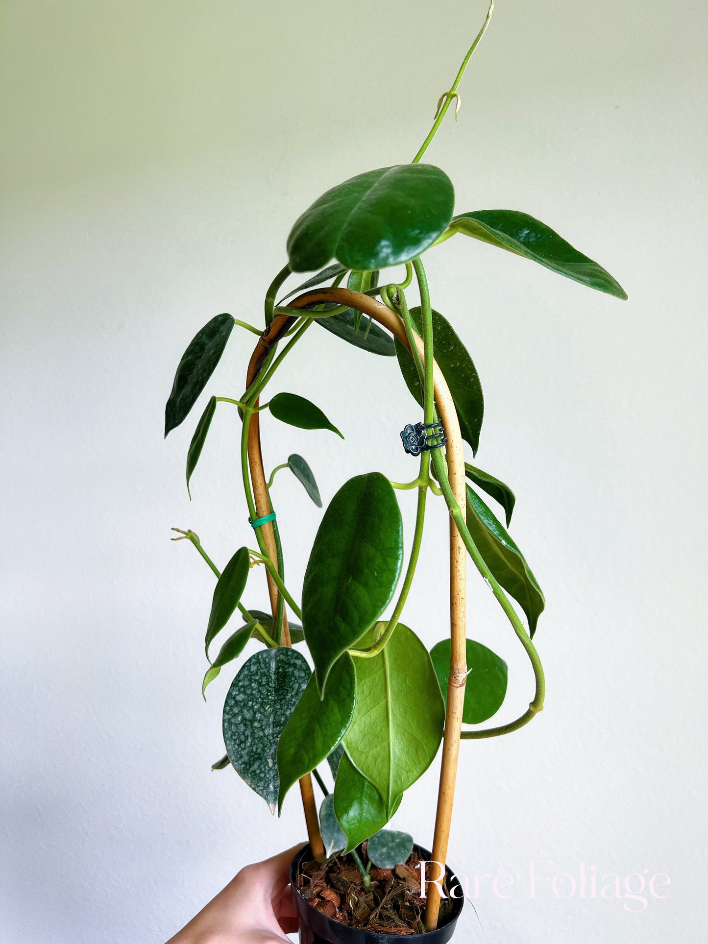 Hoya Gigas 4" on Trellis