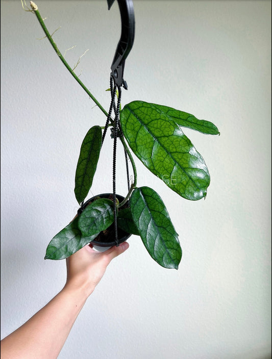 Hoya Globulosa 4" Hanging Basket