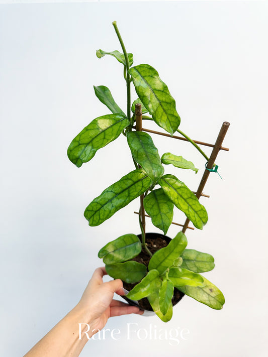Hoya Globulosa 6”