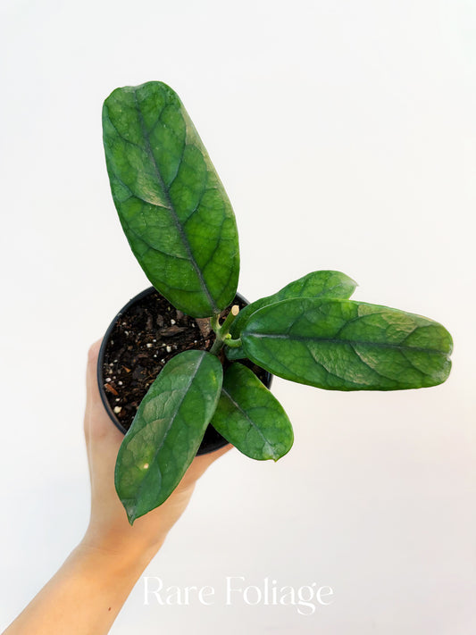 Hoya Globulosa 4”