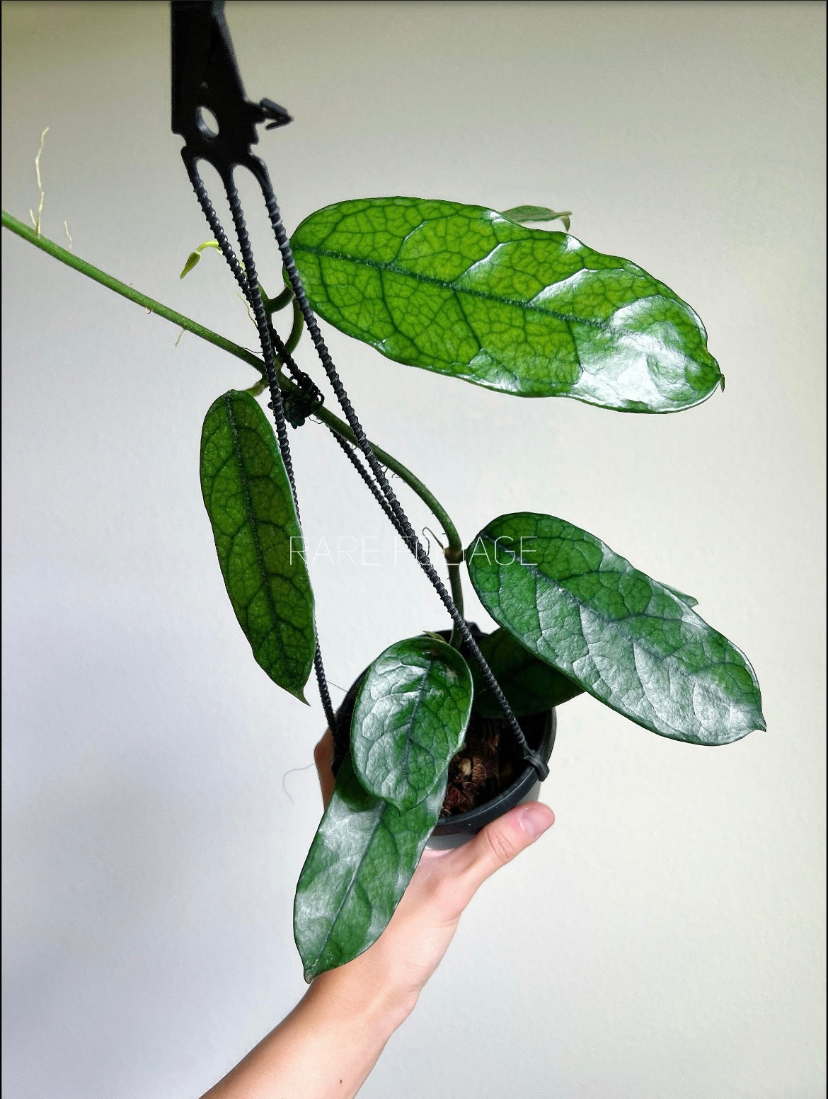 Hoya Globulosa 4" Hanging Basket