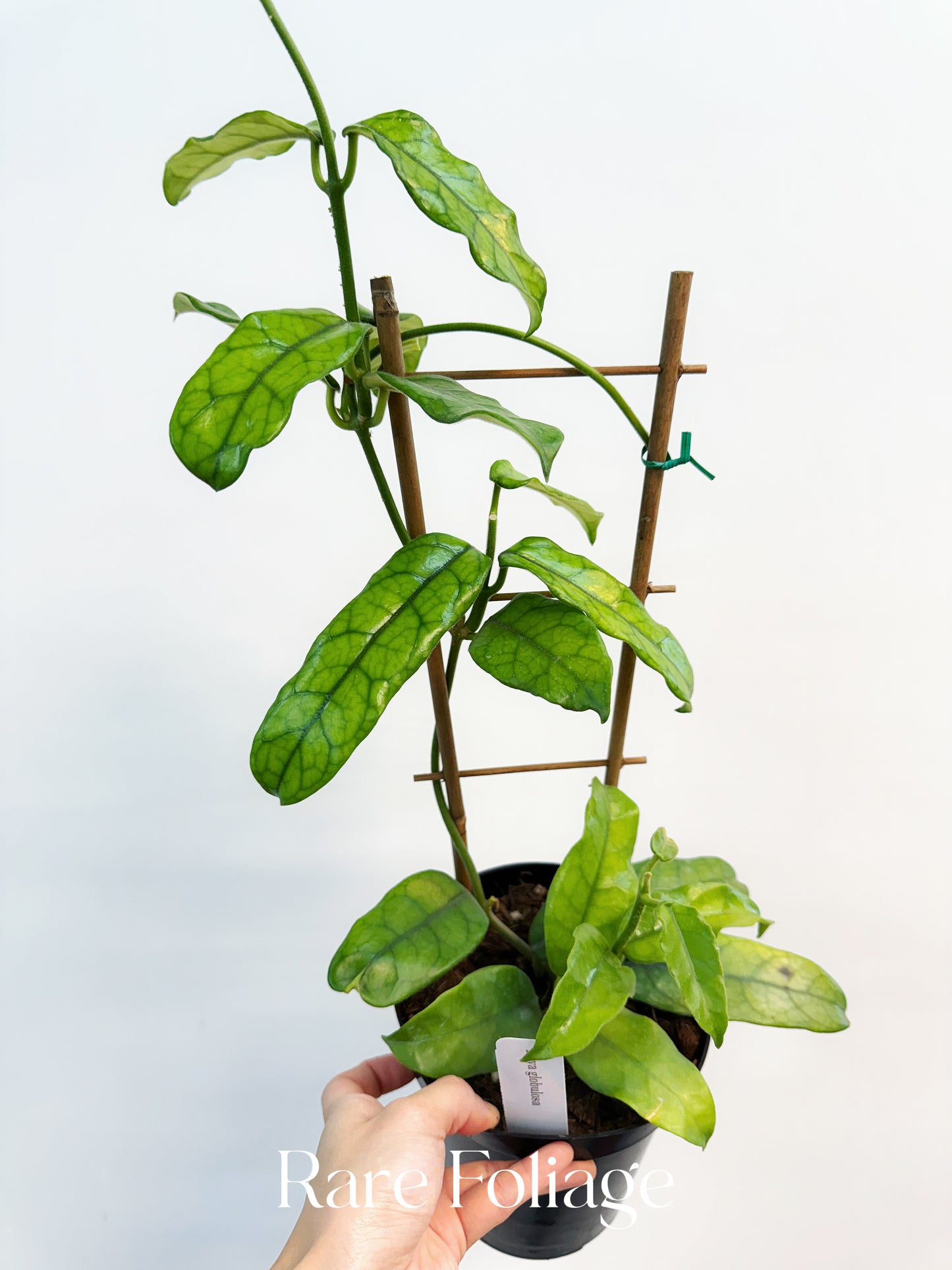 Hoya Globulosa 6”