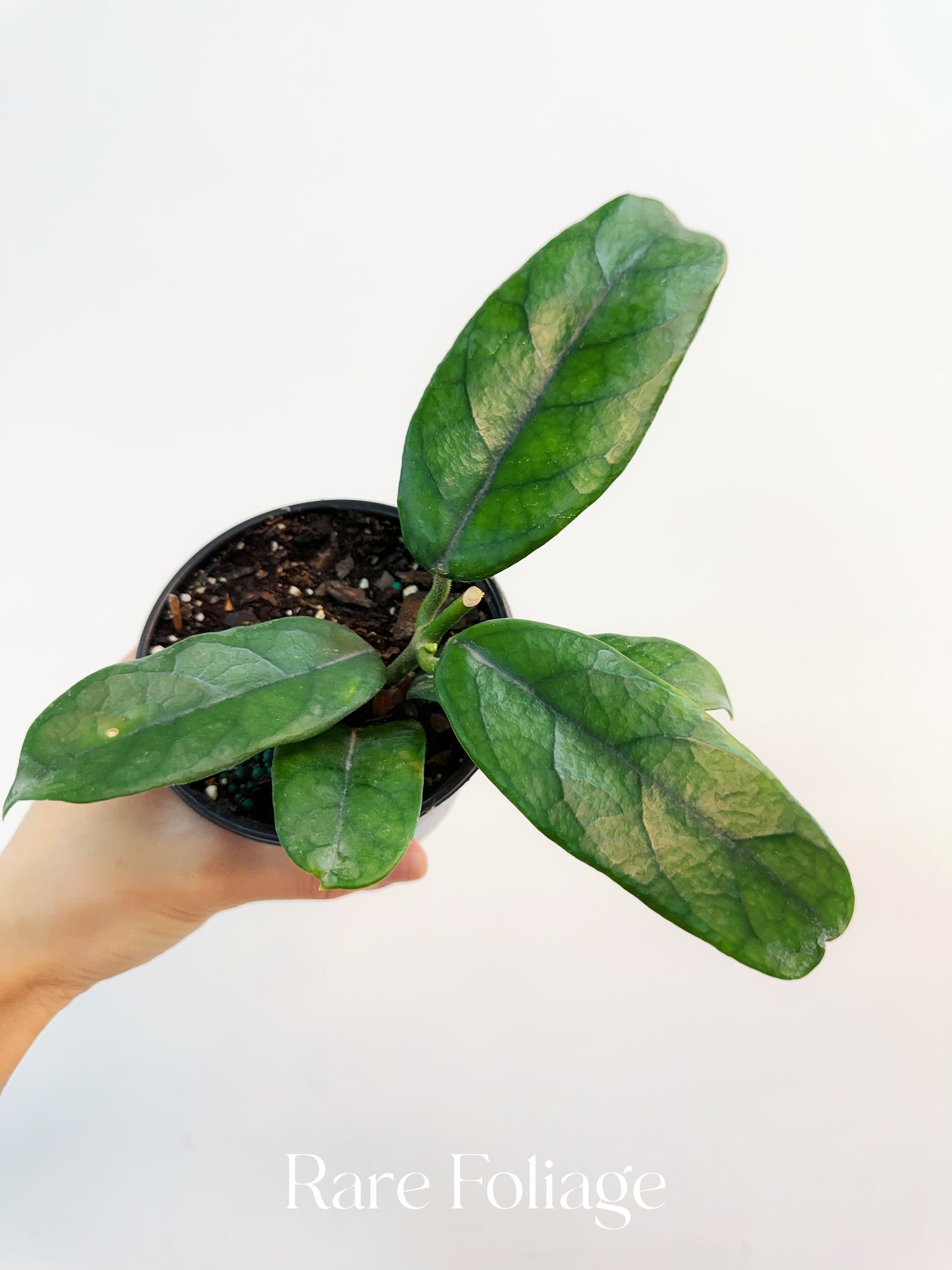 Hoya Globulosa 4”