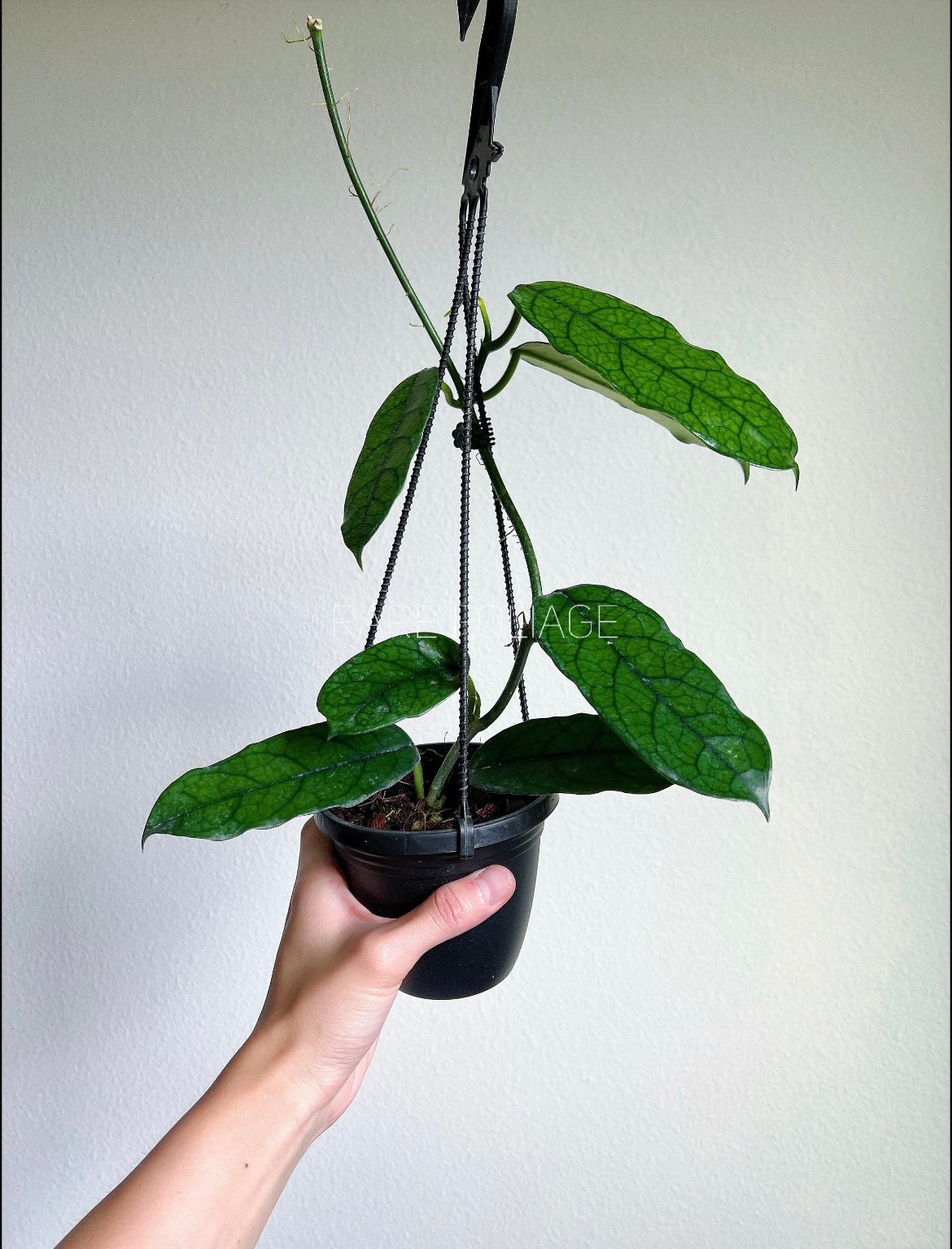 Hoya Globulosa 4" Hanging Basket