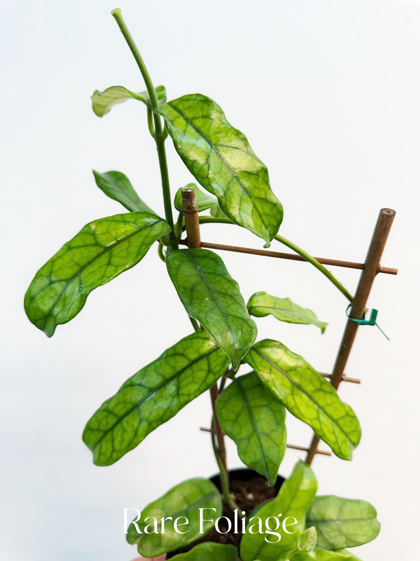 Hoya Globulosa 6”