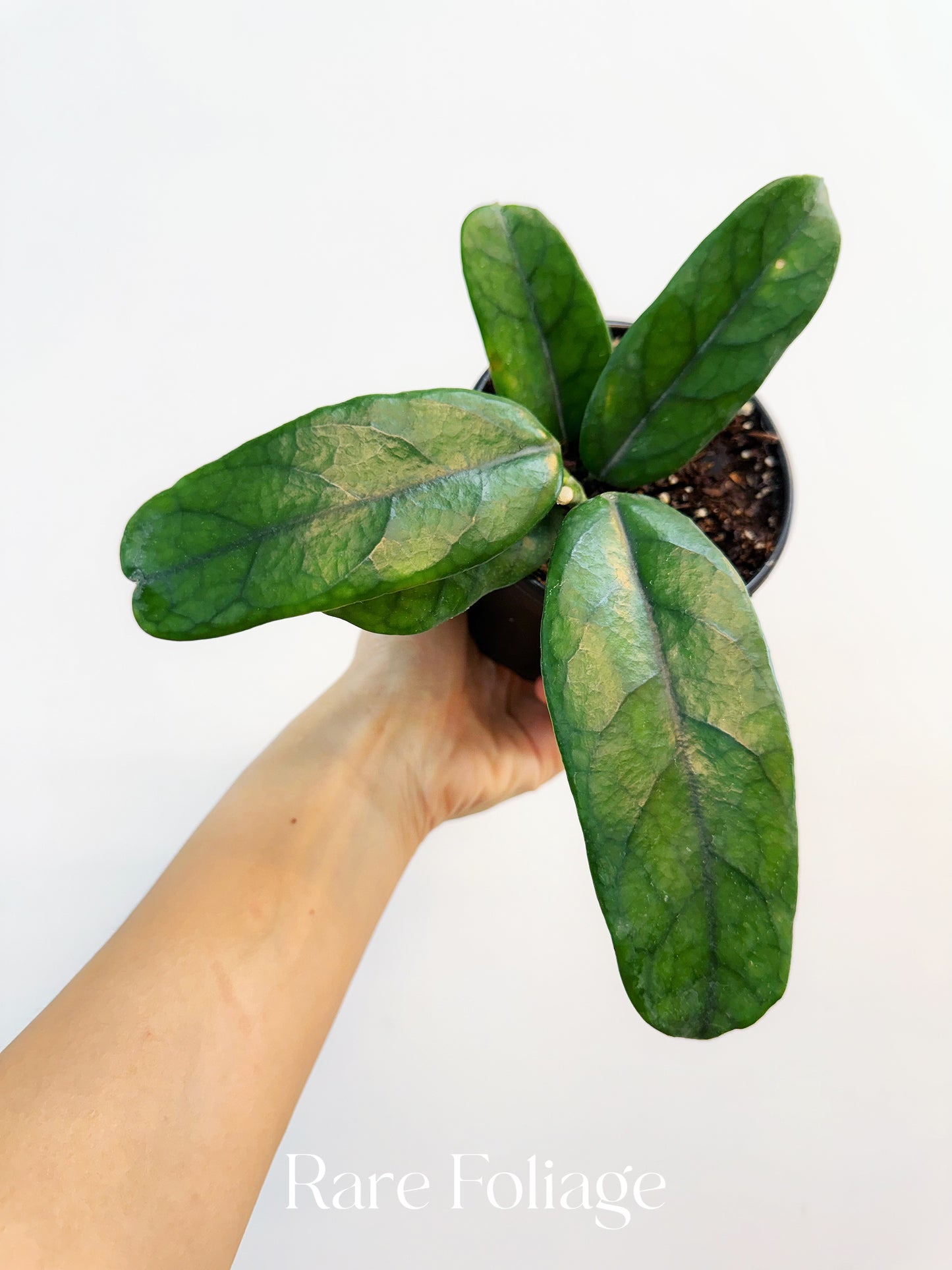 Hoya Globulosa 4”