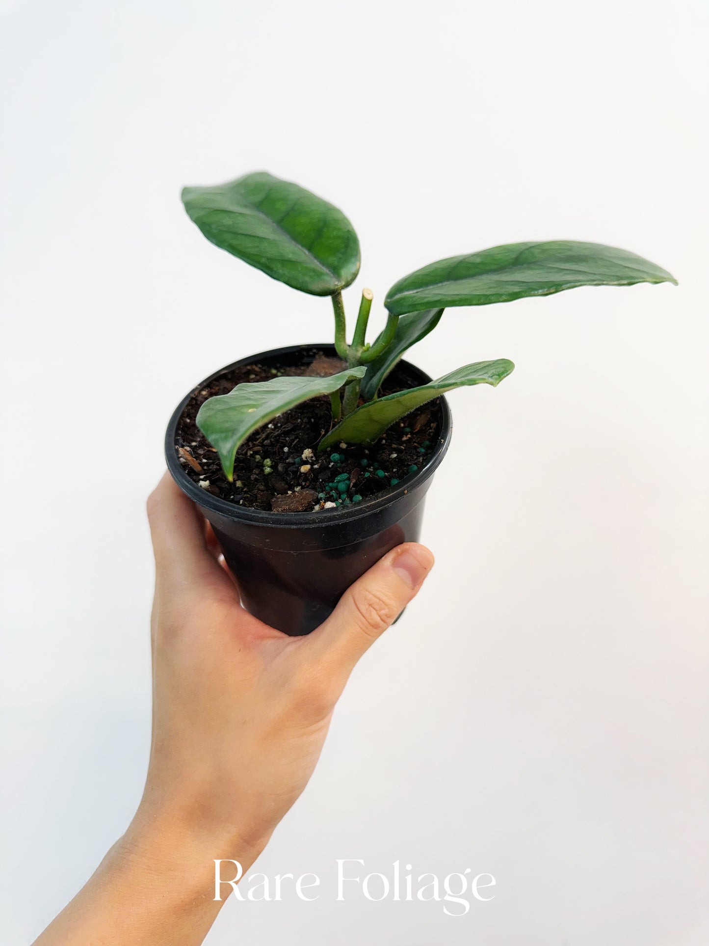 Hoya Globulosa 4”