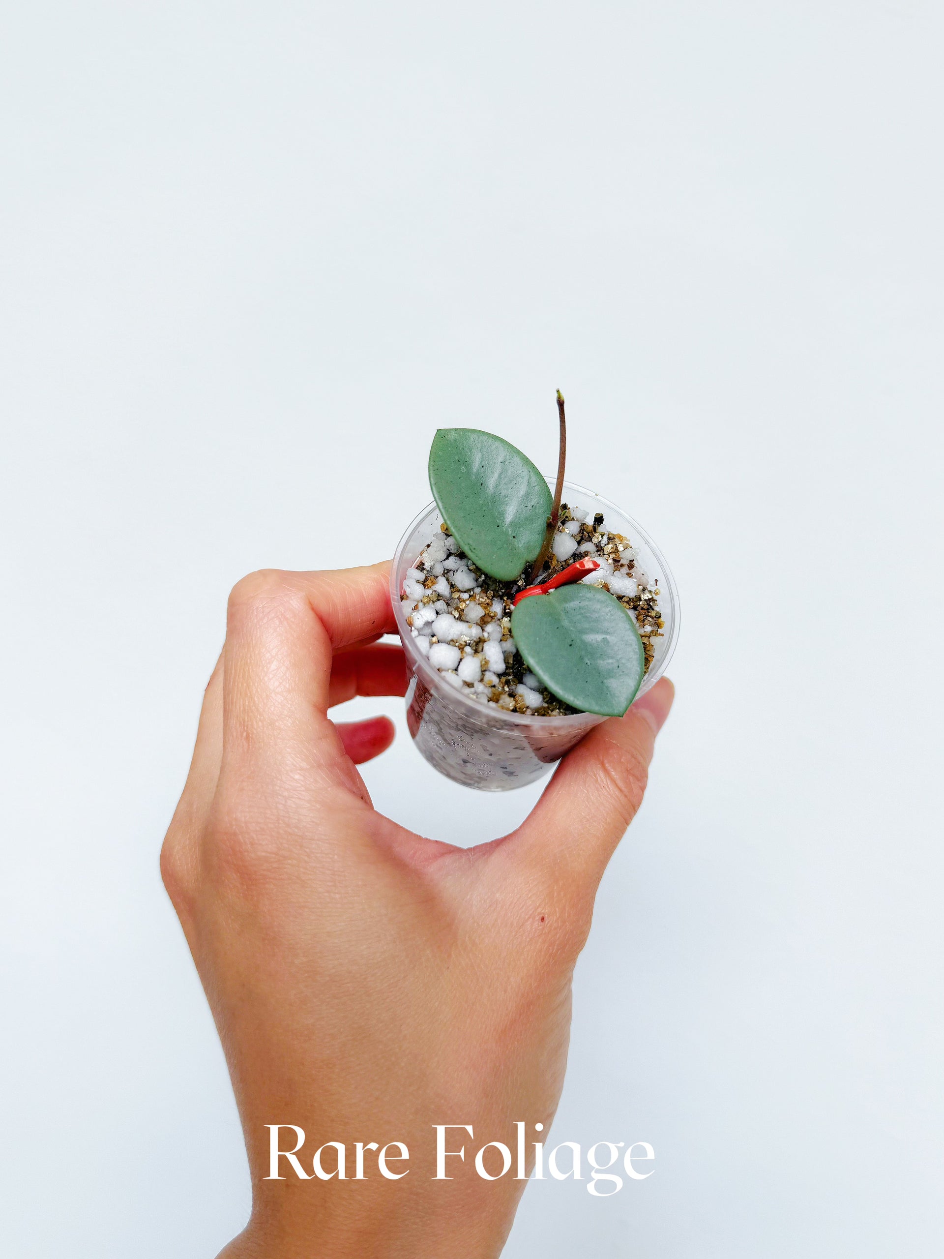 Hoya Grey Fairy 2