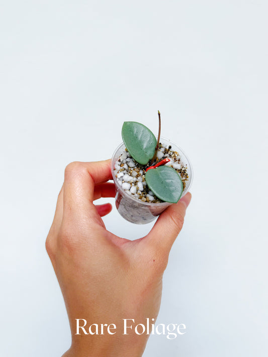 Hoya Grey Fairy 2"