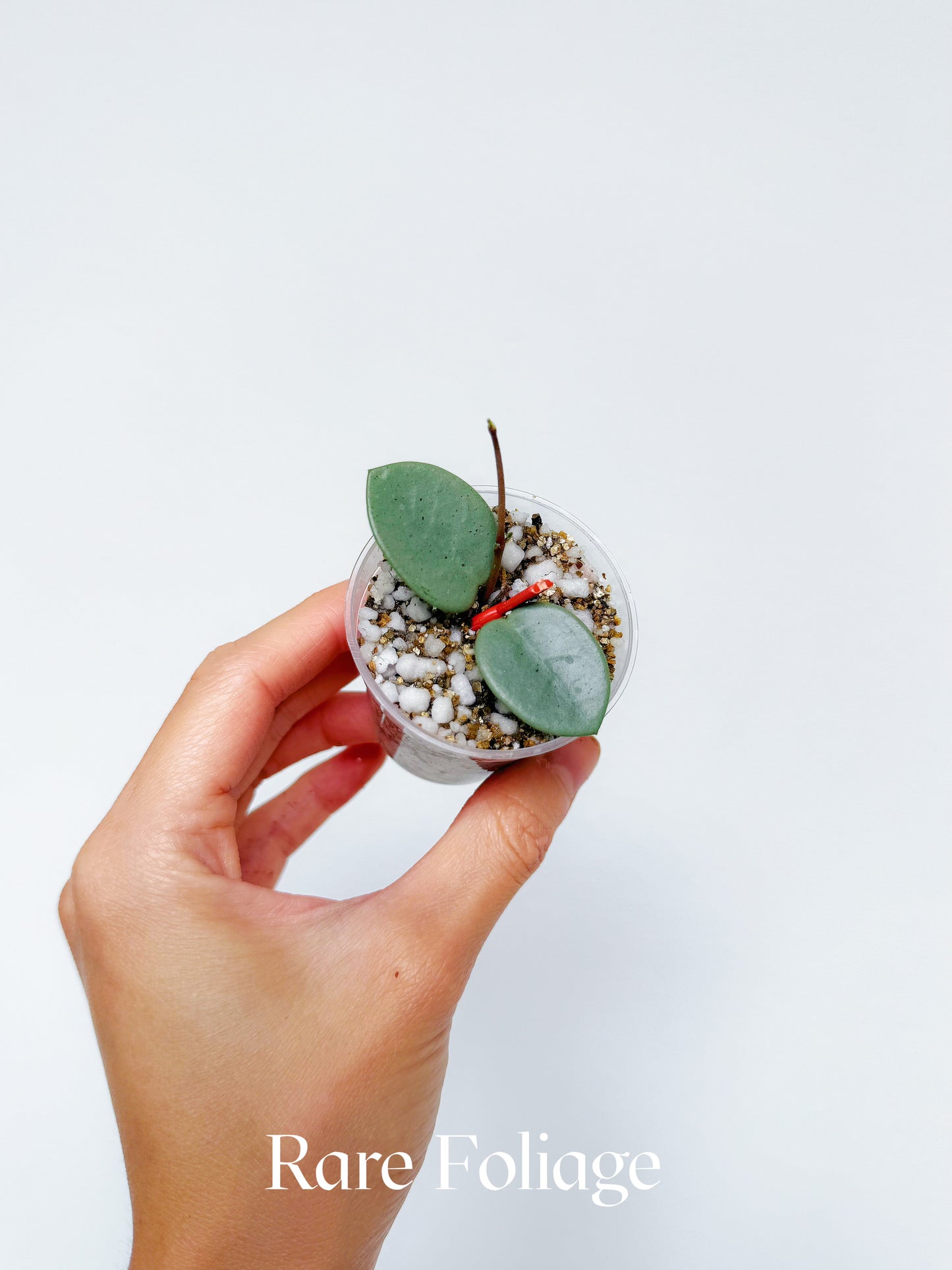 Hoya Grey Fairy 2"