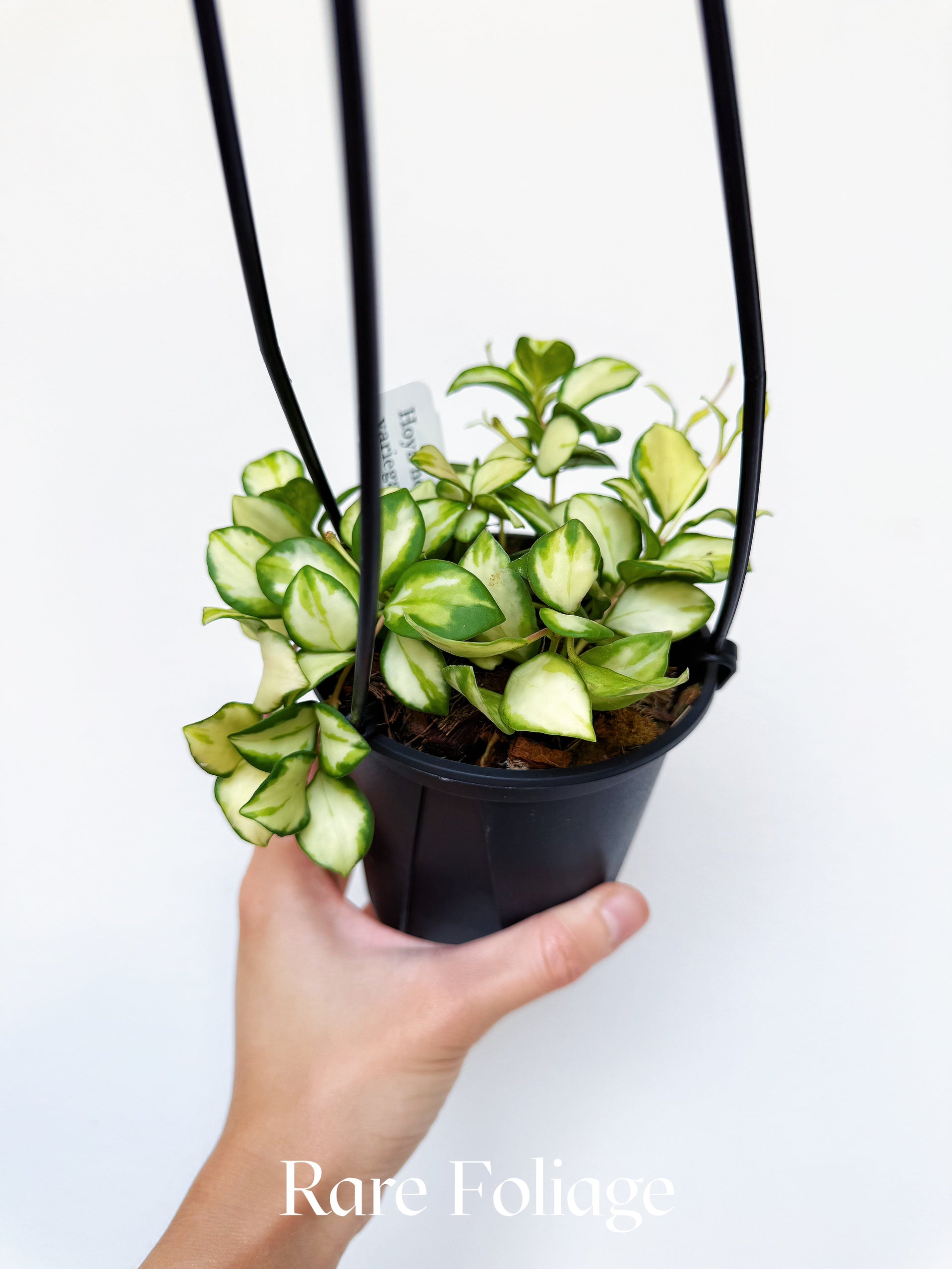 Hoya Heuschkeliana Variegata 4” Hanging Basket – Rare Foliage Plant Co