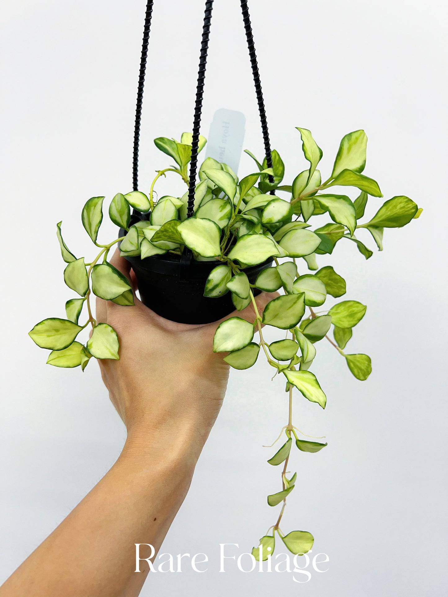 Hoya Heuschkeliana Variegata 4” Hanging Basket