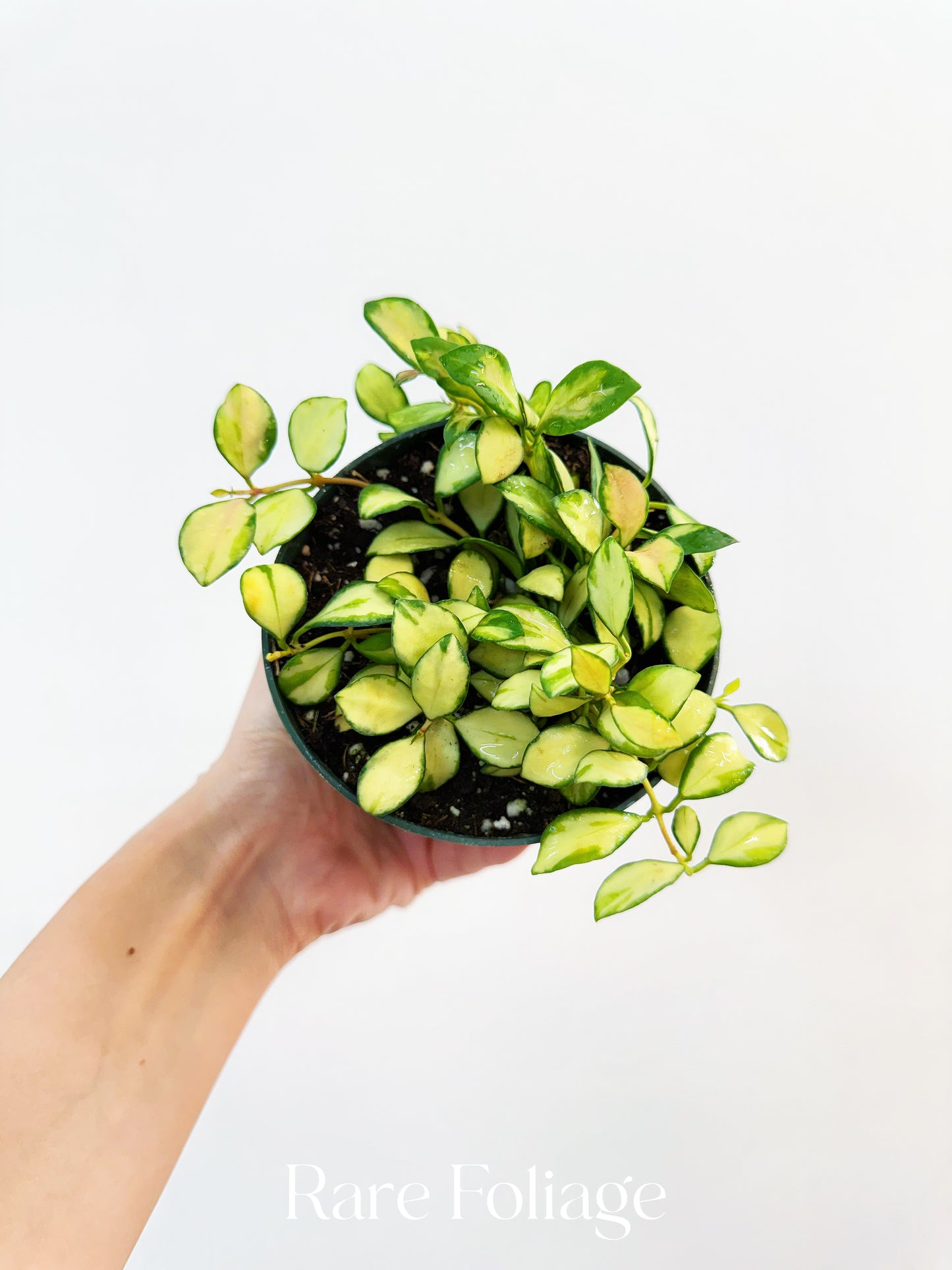 Hoya Heuschkeliana Variegata 4”