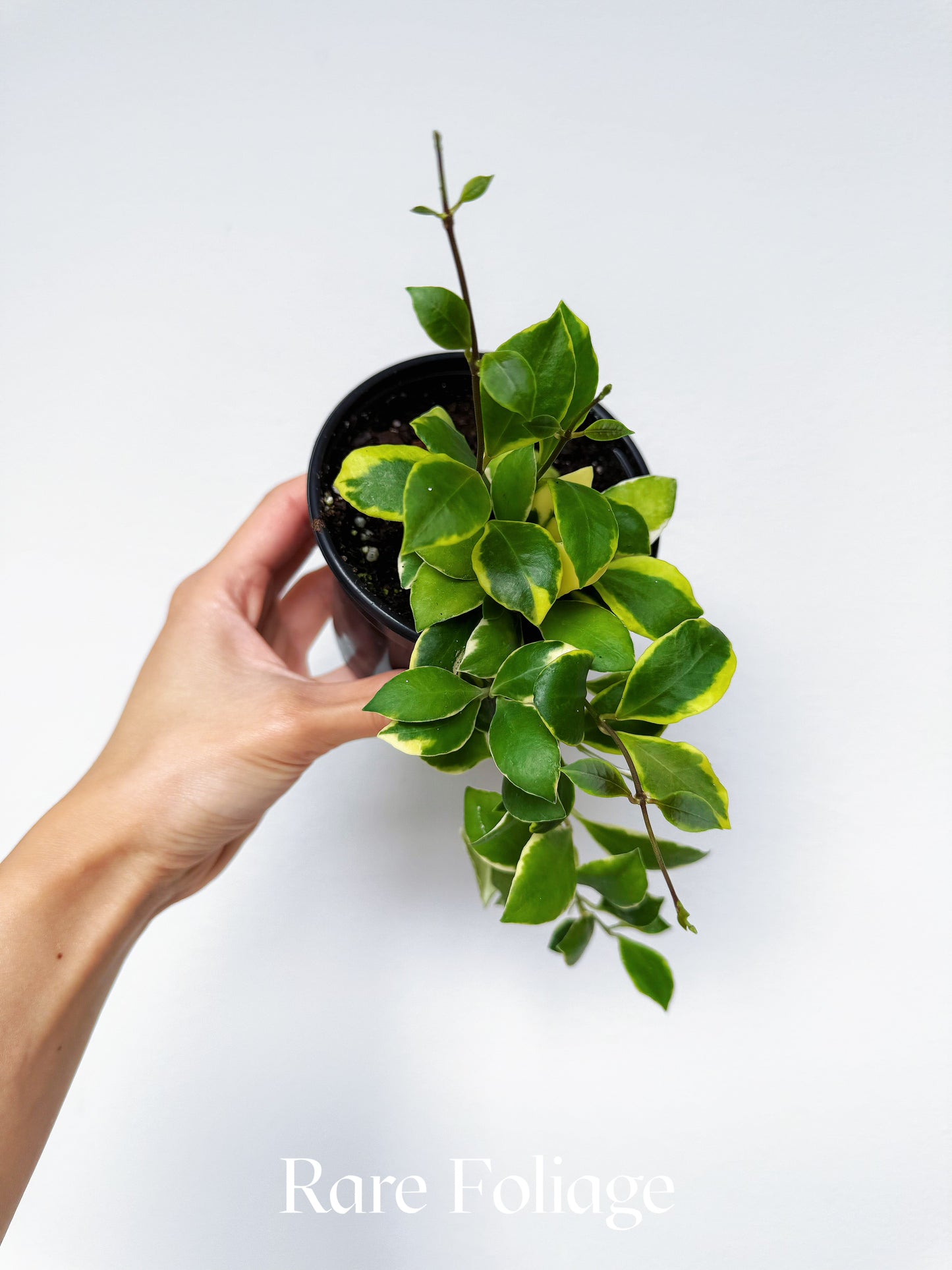 Hoya Heuschkeliana Albomarginata 4"