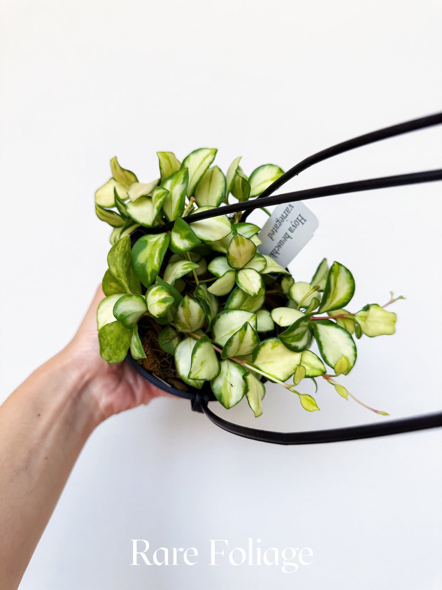 Hoya Heuschkeliana Variegata 4” Hanging Basket