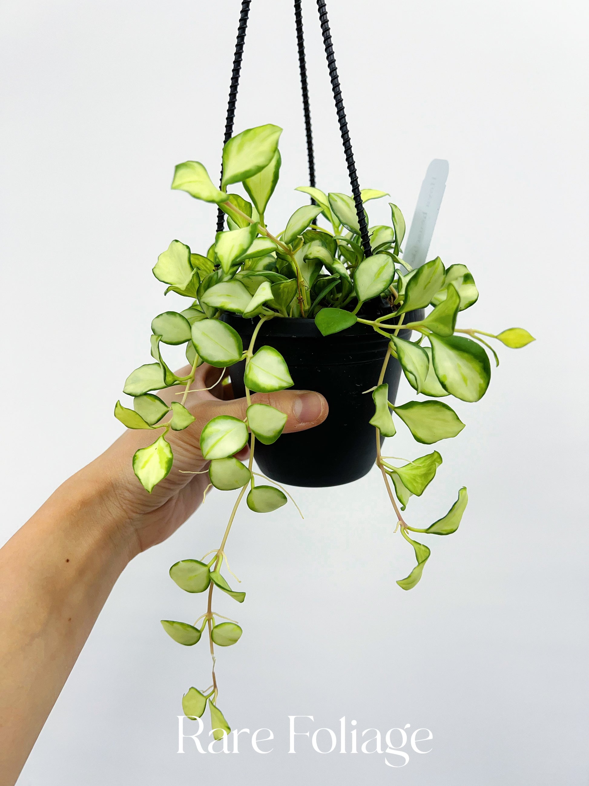 variegated hanging plants Hoya Heuschkeliana Variegata 4” Hanging Basket