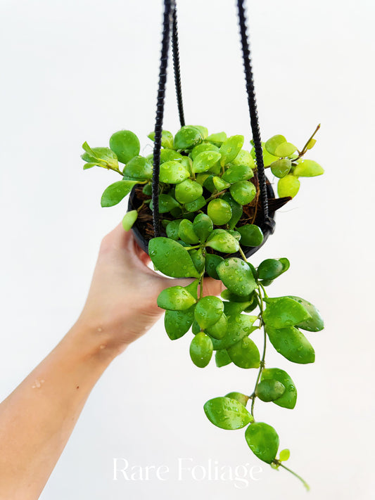 Hoya Heuschkeliana Yellow Flower 4” Hanging Basket - US SELLER